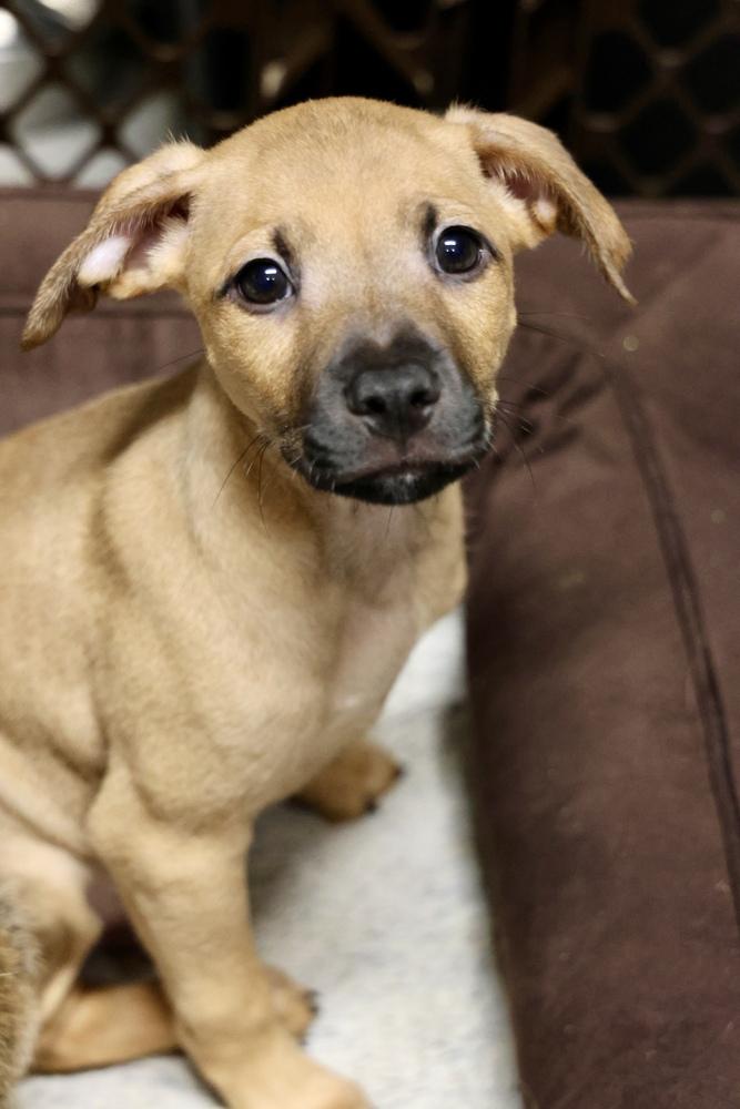 Enlarge Tacoma, a Adoptable mixed breed in TUCSON, AZ image 3/3