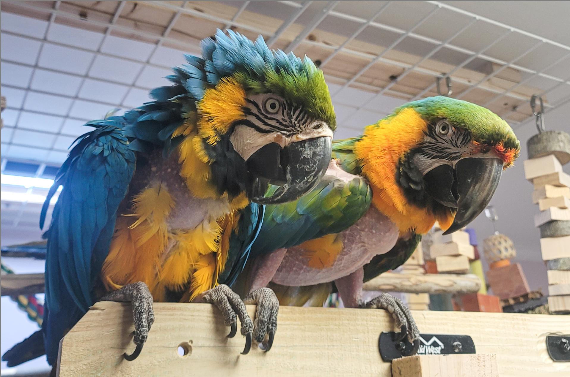 Enlarge Oscar and Cash, a Adoptable Macaw in Roanoke, VA image 5/6