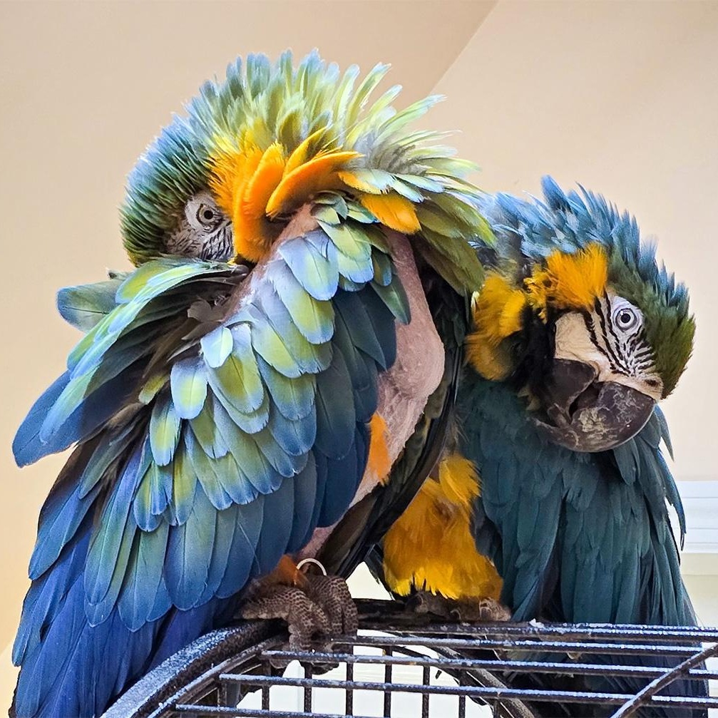 Enlarge Oscar and Cash, a Adoptable Macaw in Roanoke, VA image 2/6