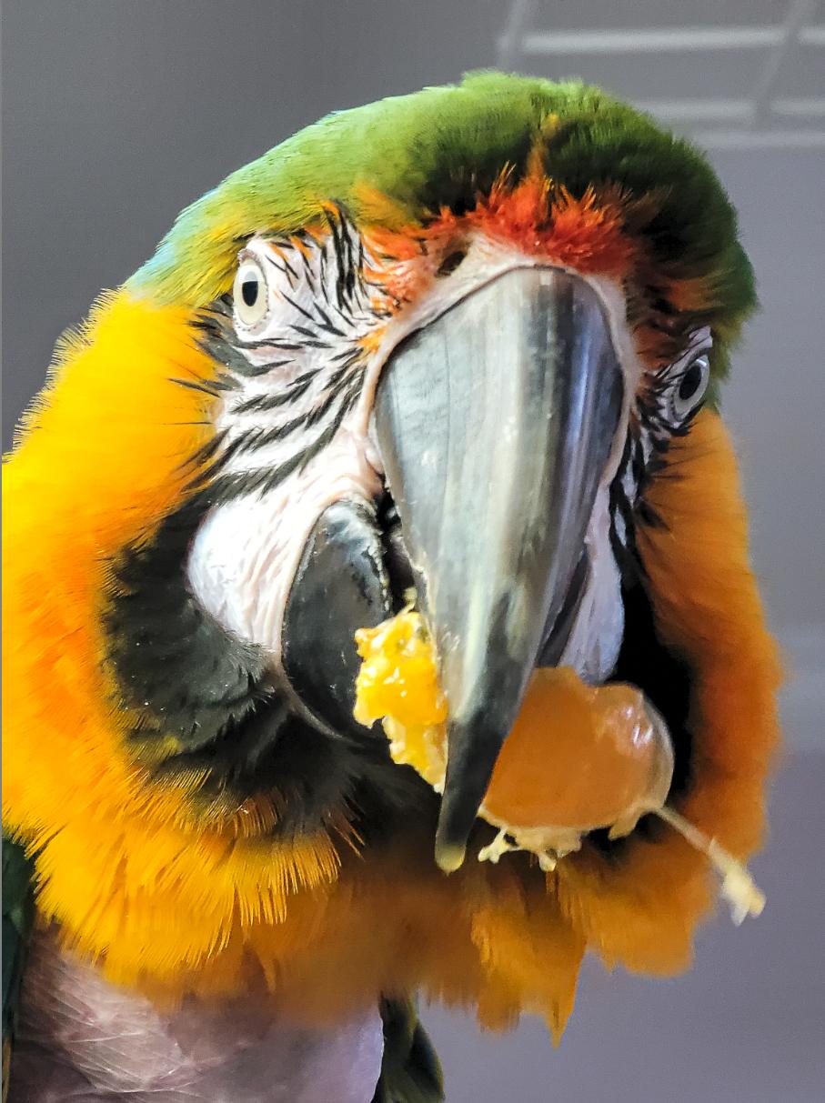 Enlarge Oscar and Cash, a Adoptable Macaw in Roanoke, VA image 6/6