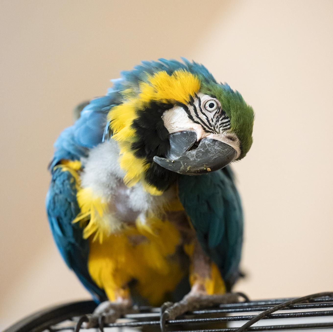 Enlarge Oscar and Cash, a Adoptable Macaw in Roanoke, VA image 3/6
