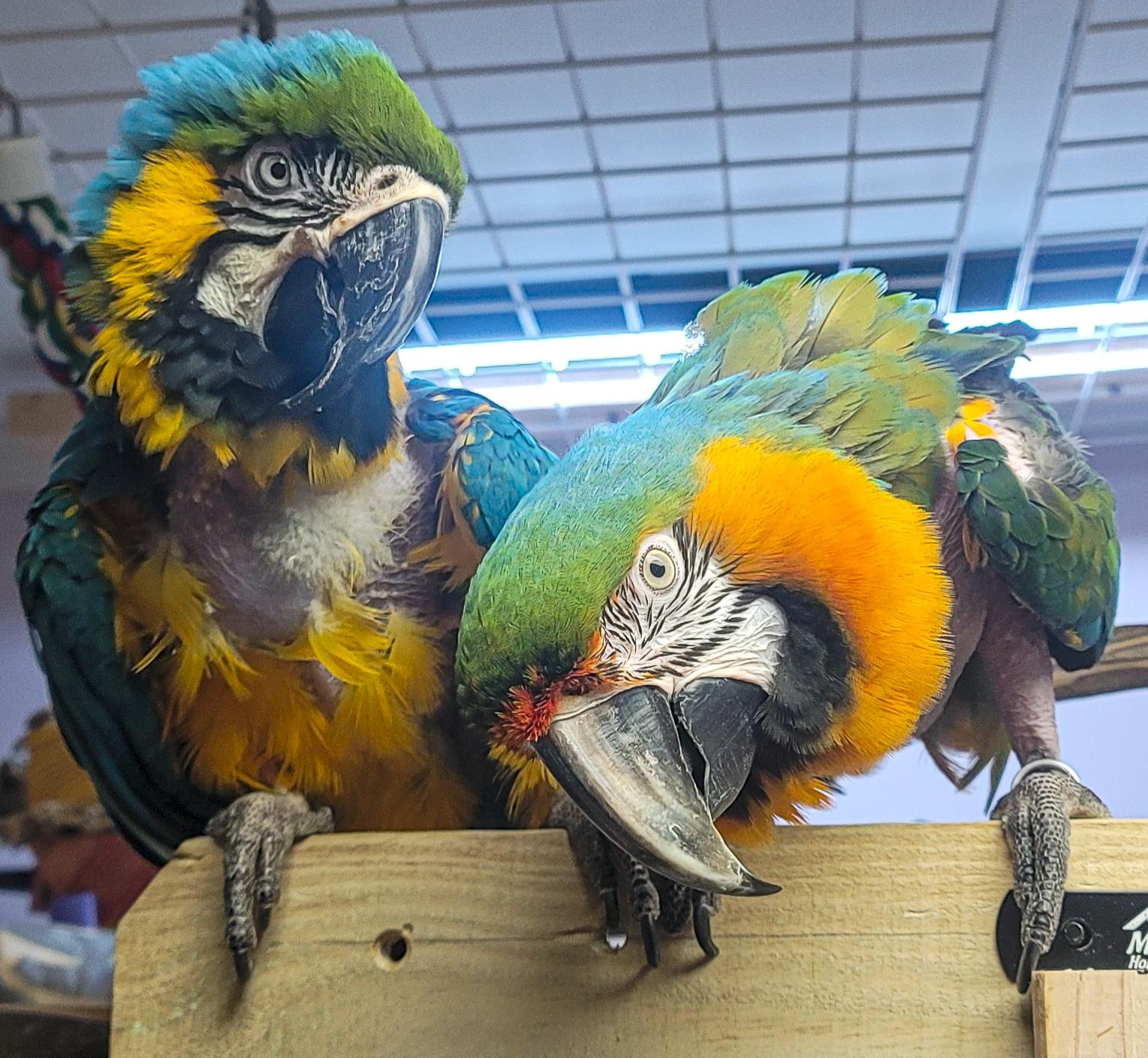 Oscar and Cash, Adoptable, Adult Unknown Macaw.