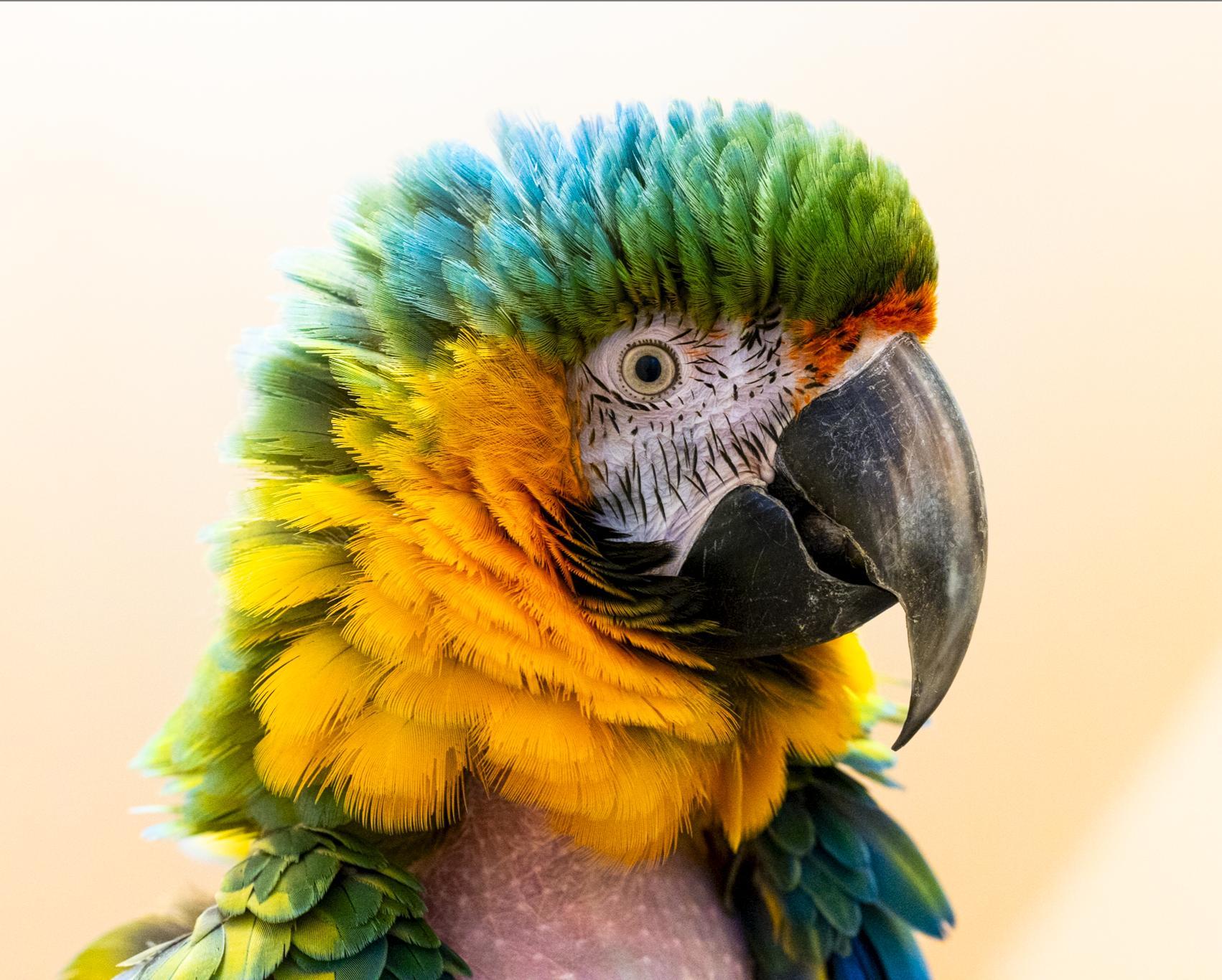 Enlarge Oscar and Cash, a Adoptable Macaw in Roanoke, VA image 4/6