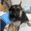 Jazzy, adopted, Puppy Female German Shepherd Dog.