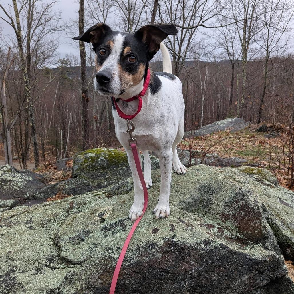 Enlarge Lacey, a Adoptable Mixed Breed in Enfield, NH image 2/6