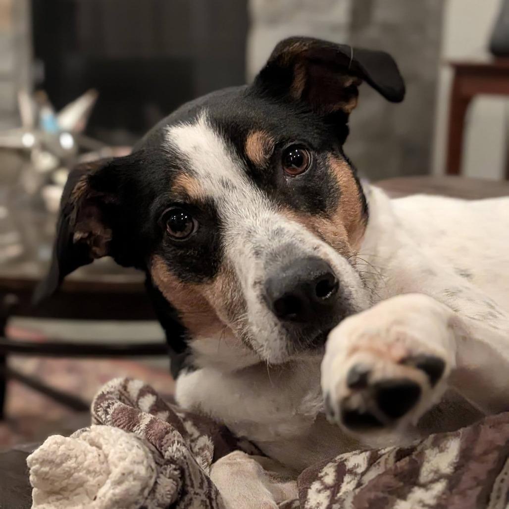 Enlarge Lacey, a Adoptable Mixed Breed in Enfield, NH image 3/6