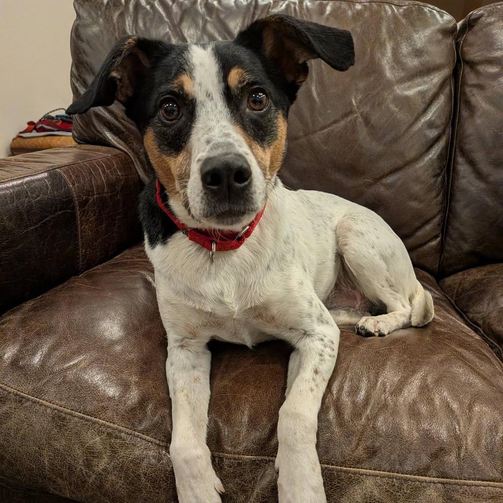 Enlarge Lacey, a Adoptable Mixed Breed in Enfield, NH image 4/6