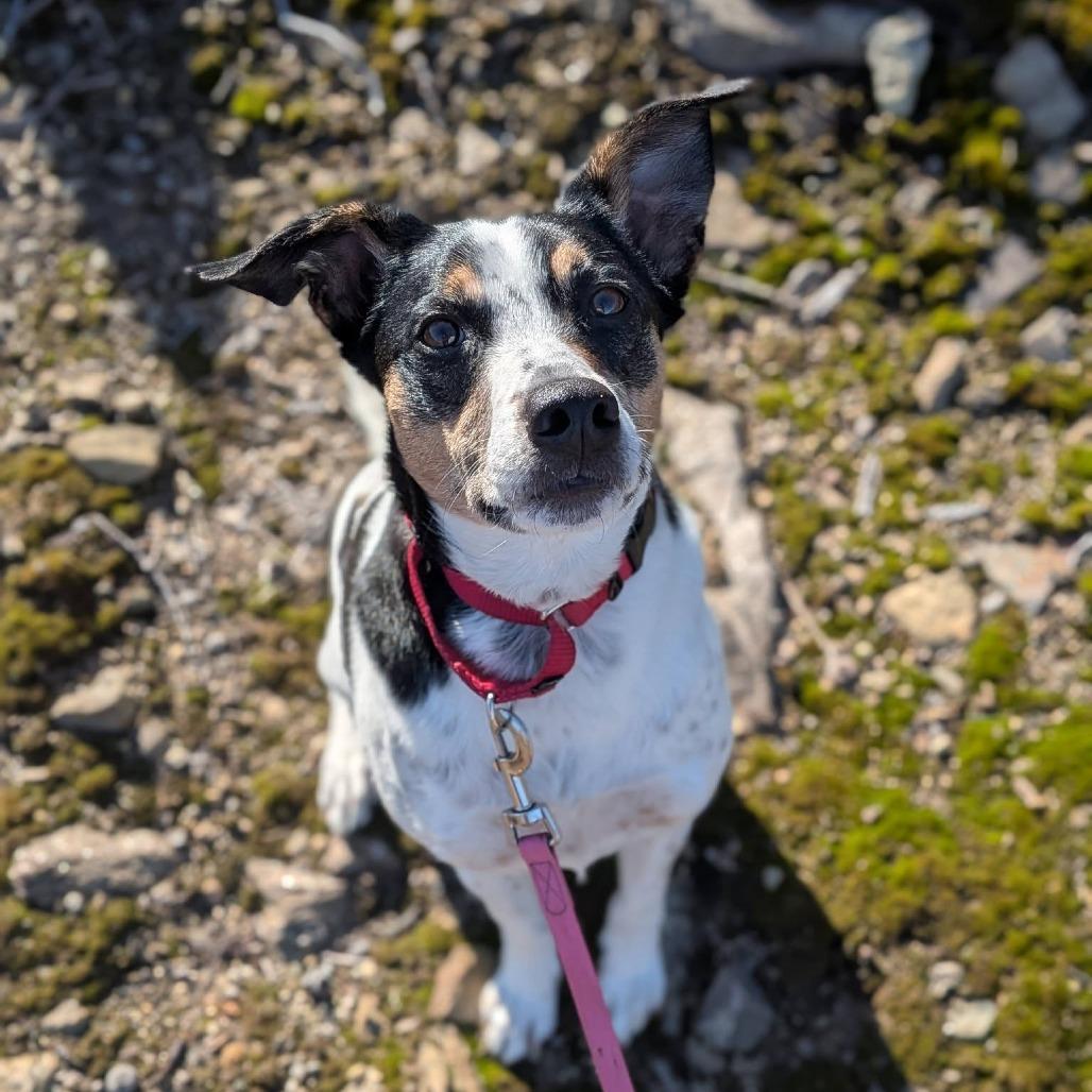 Enlarge Lacey, a Adoptable Mixed Breed in Enfield, NH image 5/6