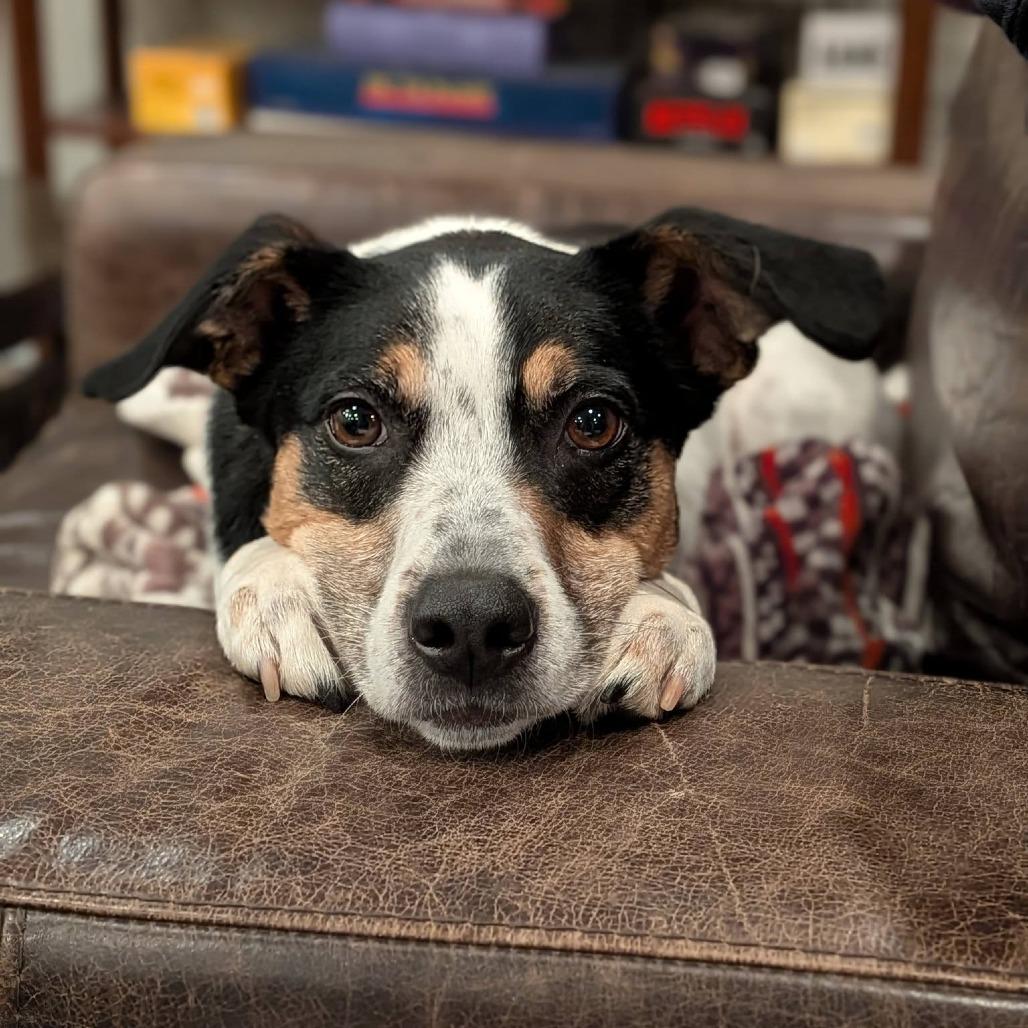 Enlarge Lacey, a Adoptable Mixed Breed in Enfield, NH image 6/6