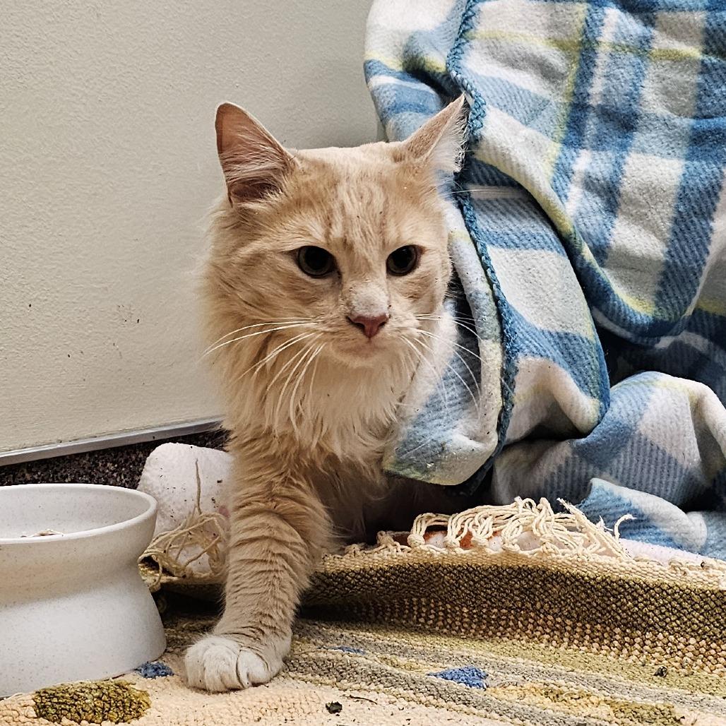 Paco, a Adoptable Domestic Long Hair in Cheyenne, WY image 3/6