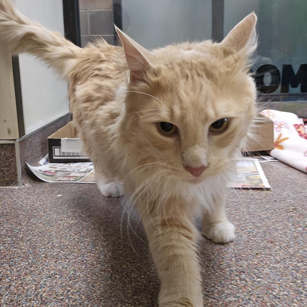 Paco, a Adoptable Domestic Long Hair in Cheyenne, WY image 4/6