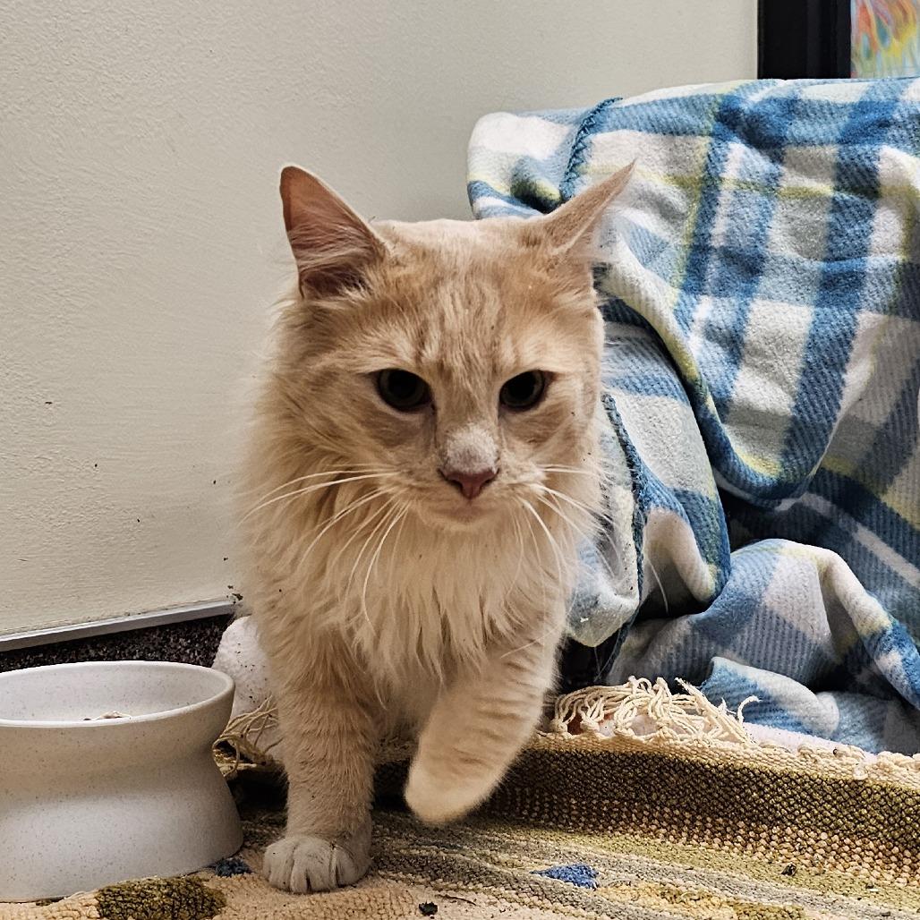 Paco, a Adoptable Domestic Long Hair in Cheyenne, WY image 5/6