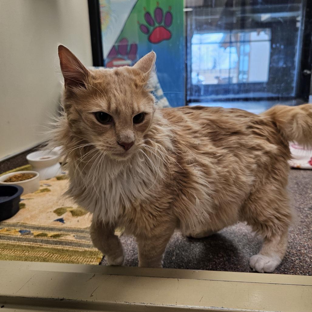 Paco, a Adoptable Domestic Long Hair in Cheyenne, WY image 6/6