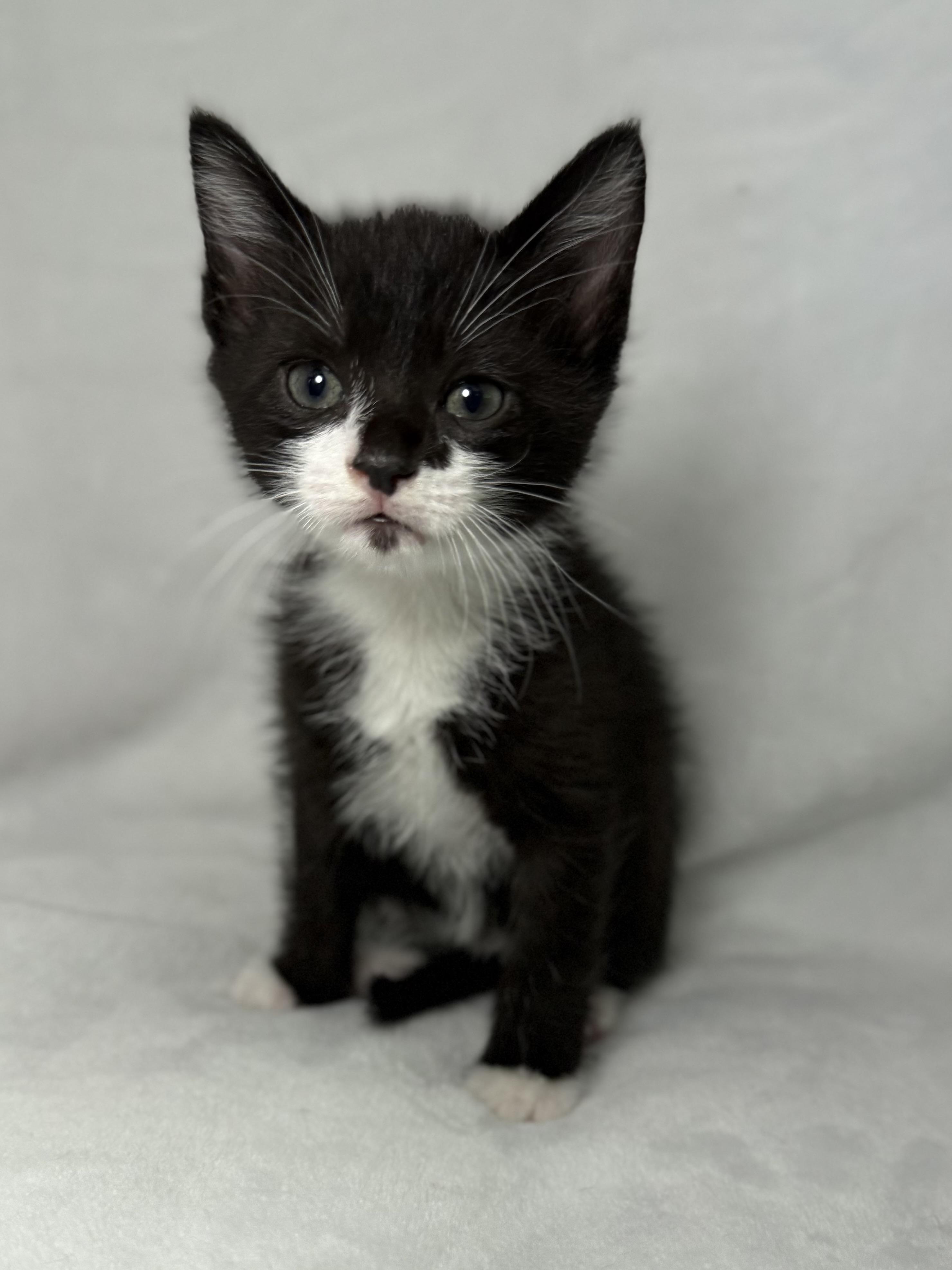 Davie, an adoptable mixed breed in Greensboro, NC image 1/2