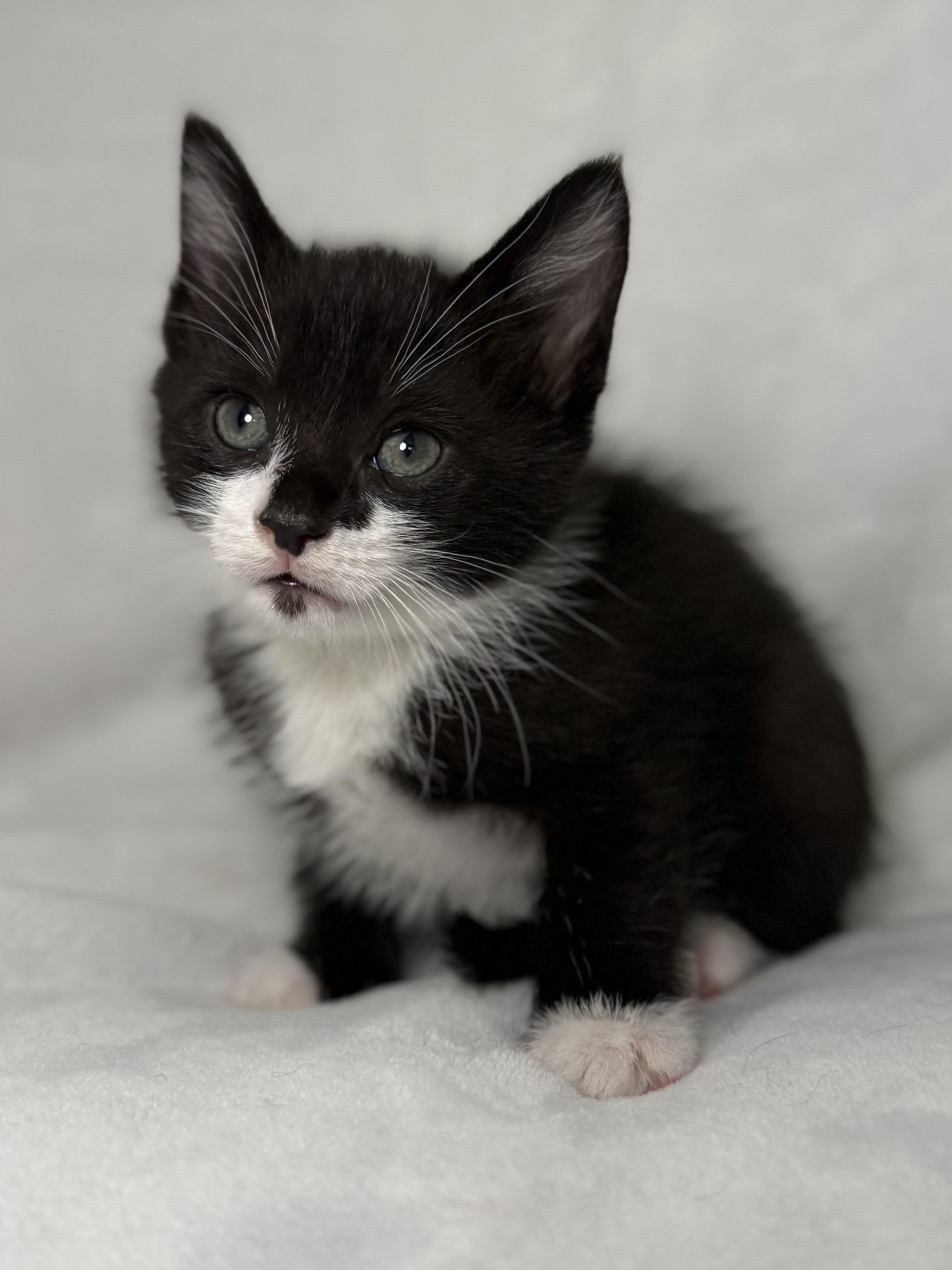Davie, an adoptable mixed breed in Greensboro, NC image 2/2