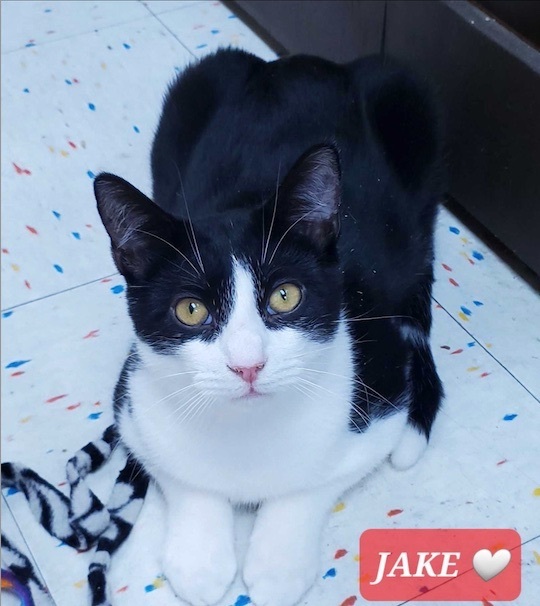 Enlarge Jake, a Adoptable Tuxedo in Commack, NY image 1/1
