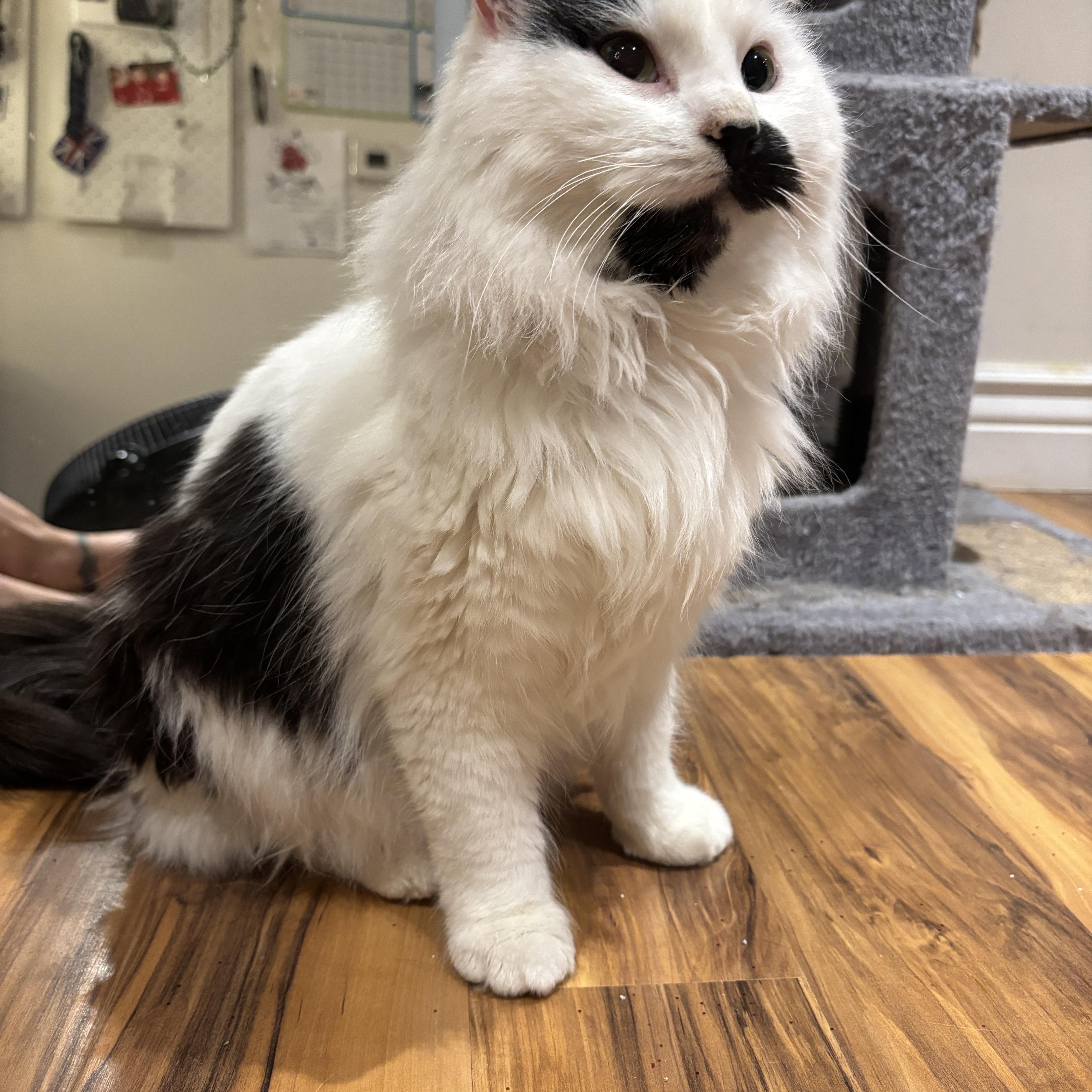 JASPER, an adopted Domestic Long Hair in Shakespeare, ON image 4/6