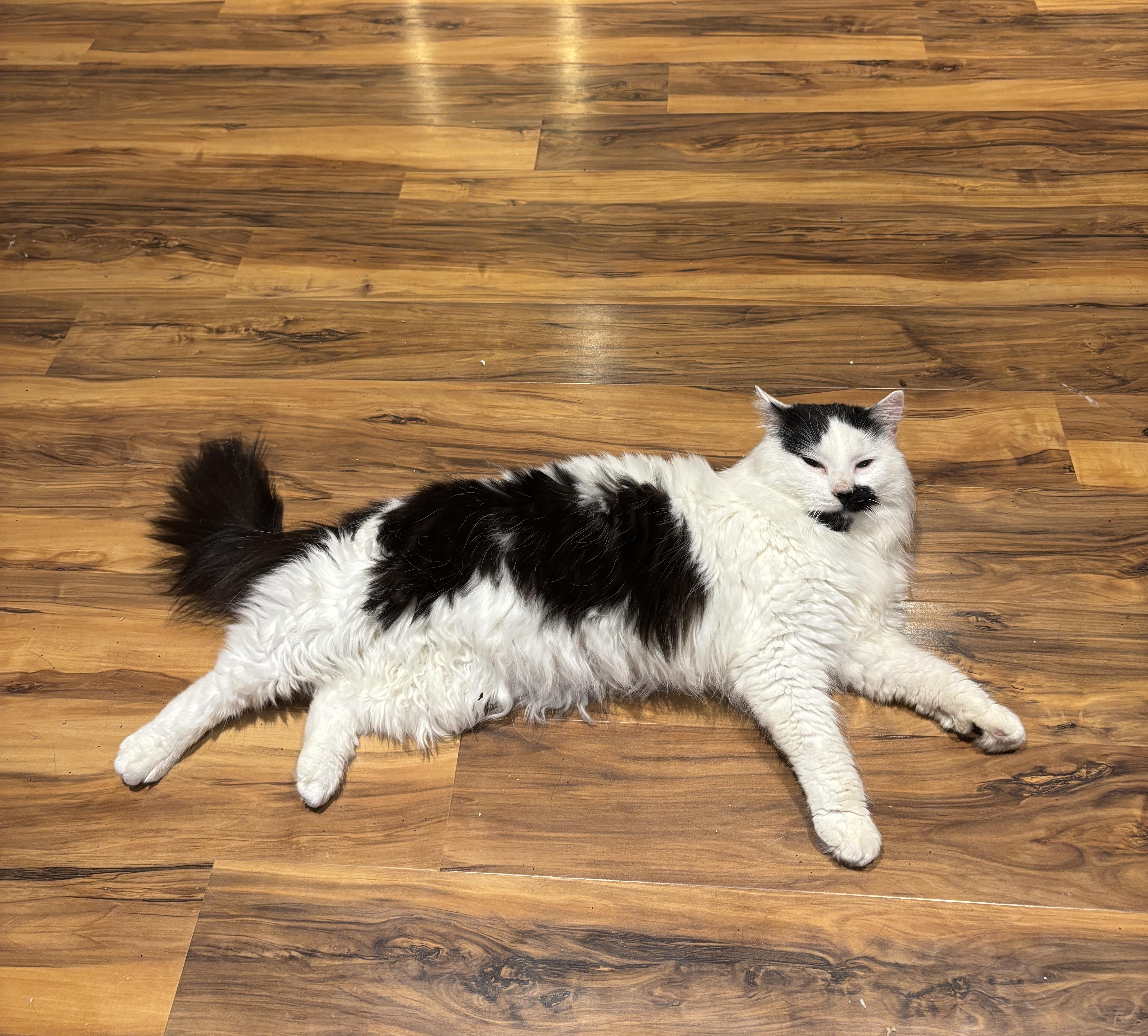 JASPER, an adopted Domestic Long Hair in Shakespeare, ON image 2/6