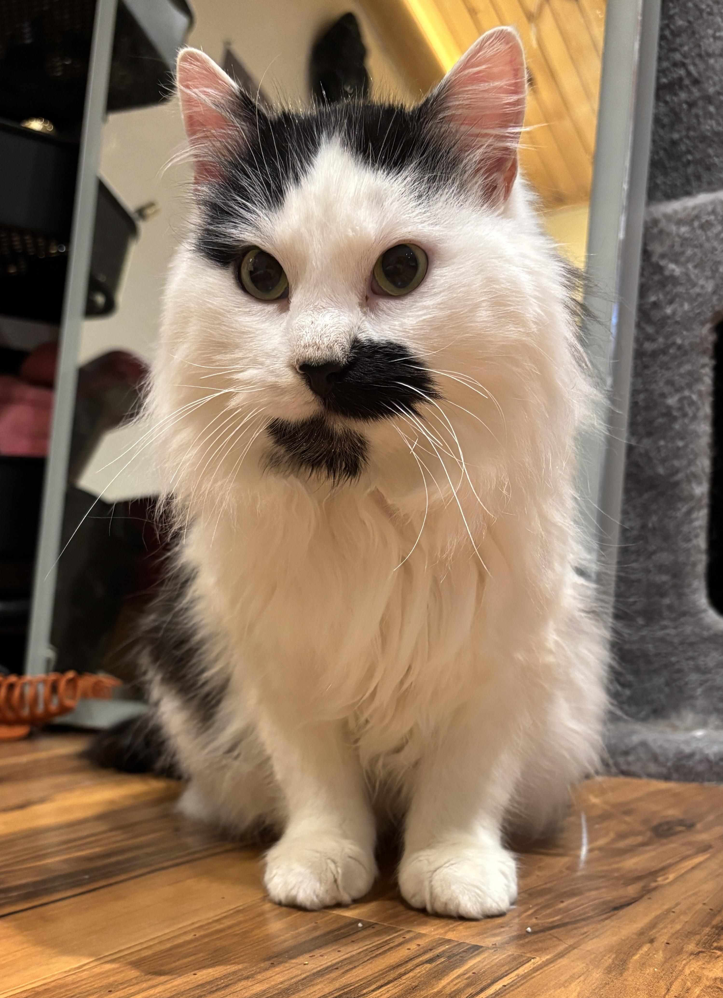 JASPER, an adopted Domestic Long Hair in Shakespeare, ON image 1/6