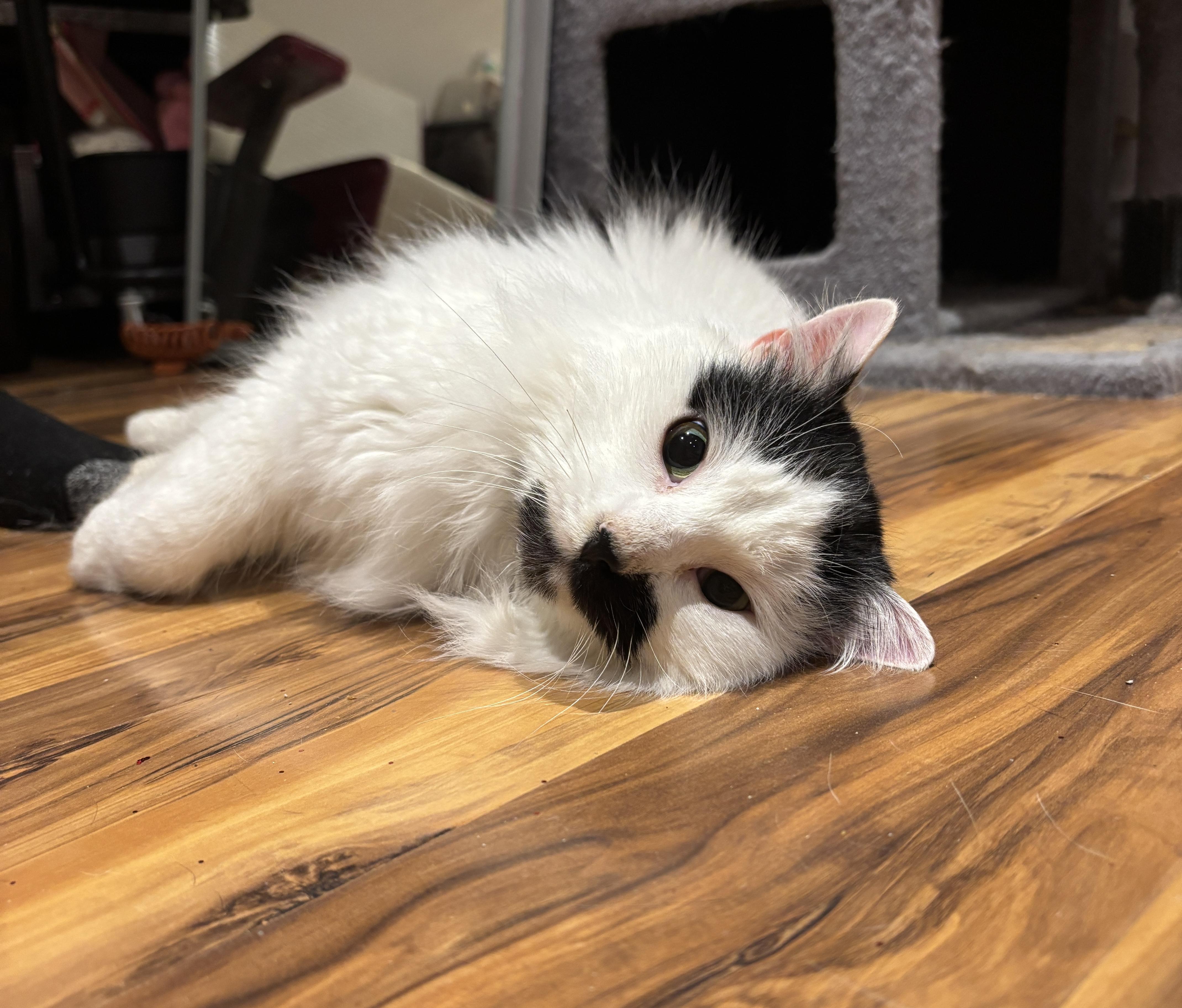 JASPER, an adopted Domestic Long Hair in Shakespeare, ON image 6/6