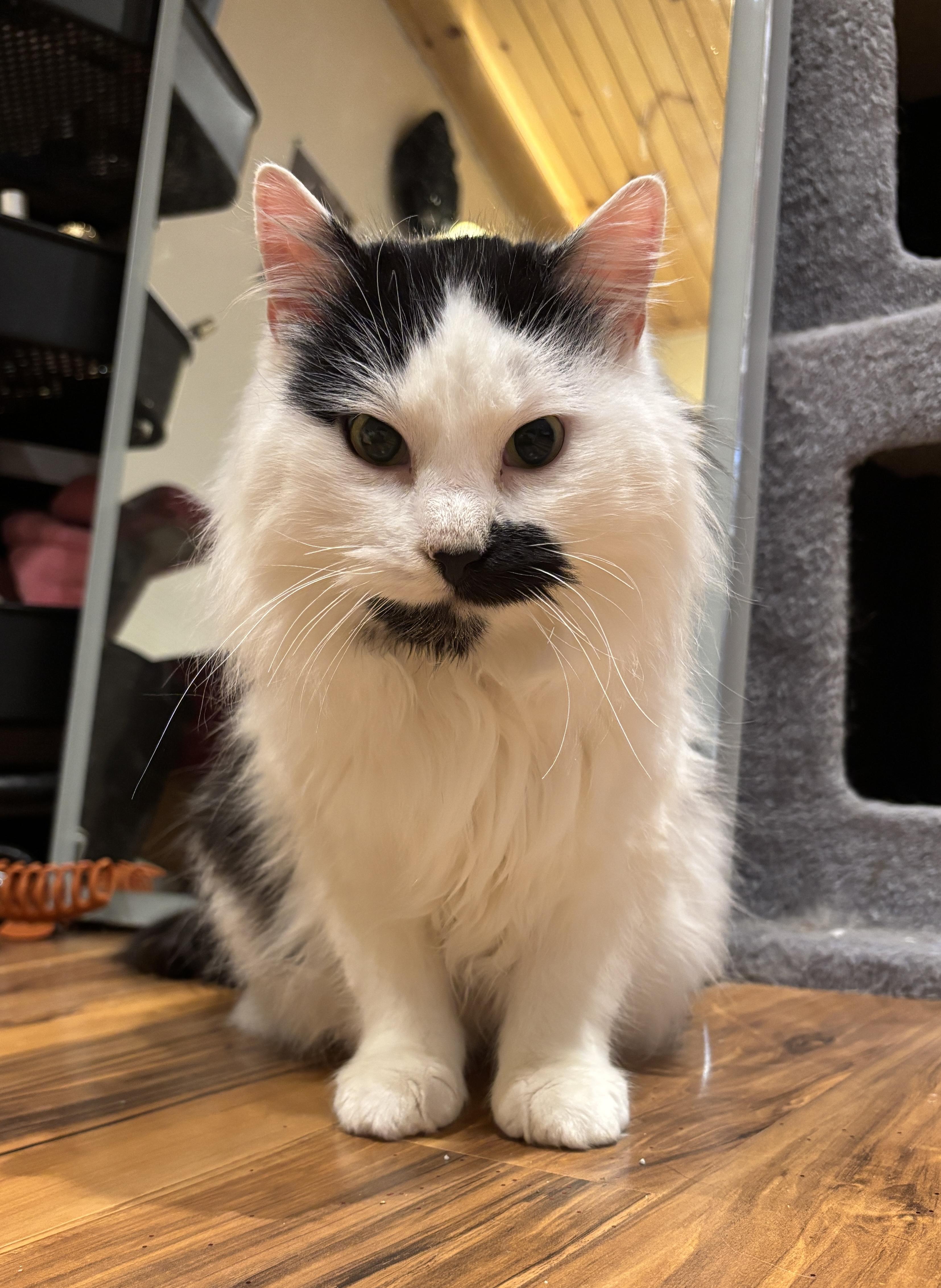 JASPER, an adopted Domestic Long Hair in Shakespeare, ON image 3/6