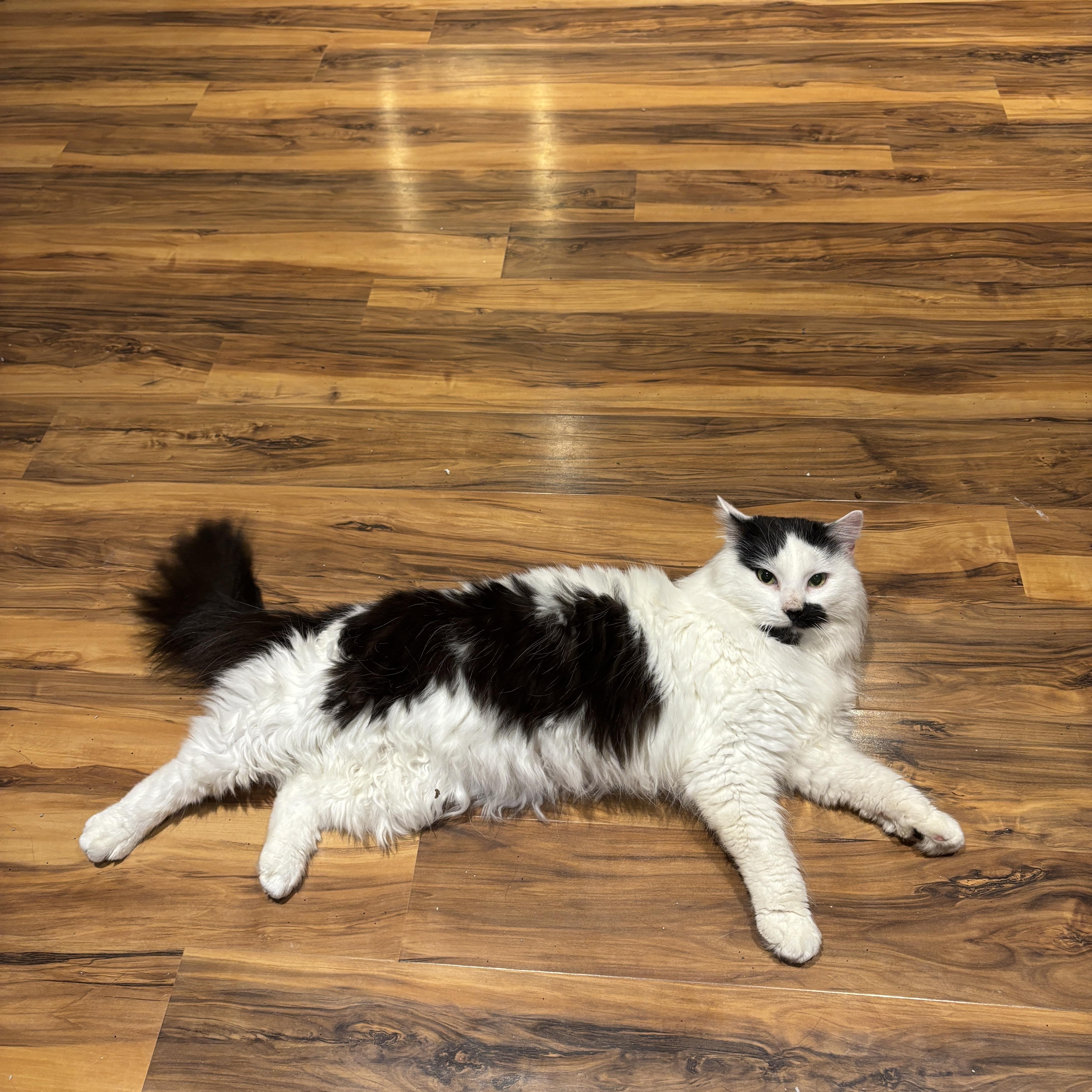 JASPER, an adopted Domestic Long Hair in Shakespeare, ON image 5/6