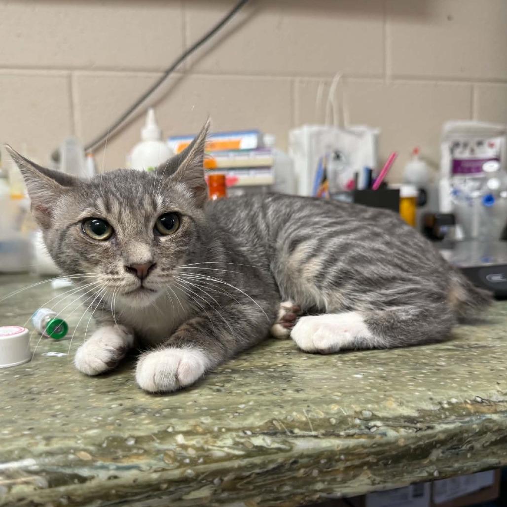 Enlarge Kookla, a Adoptable mixed breed in Pine Mountain, GA image 2/5