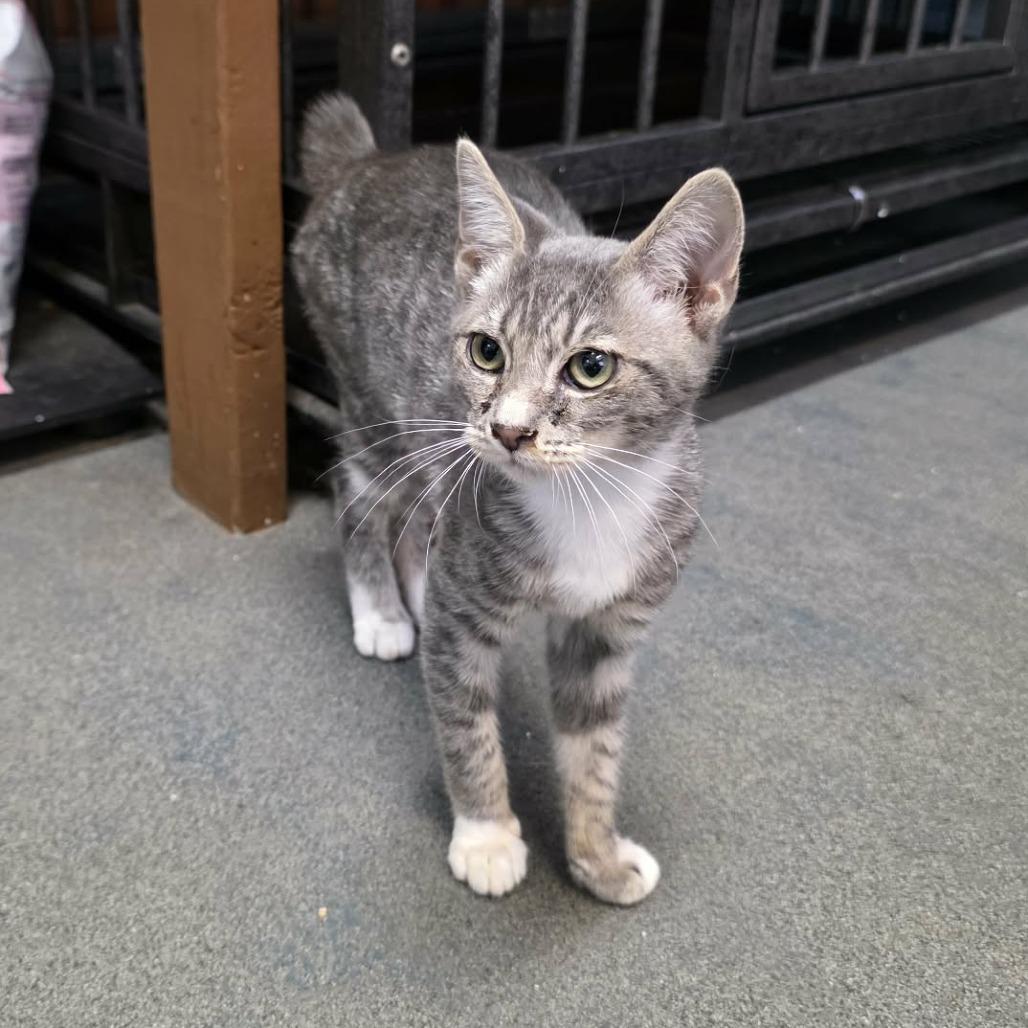 Enlarge Kookla, a Adoptable mixed breed in Pine Mountain, GA image 4/5