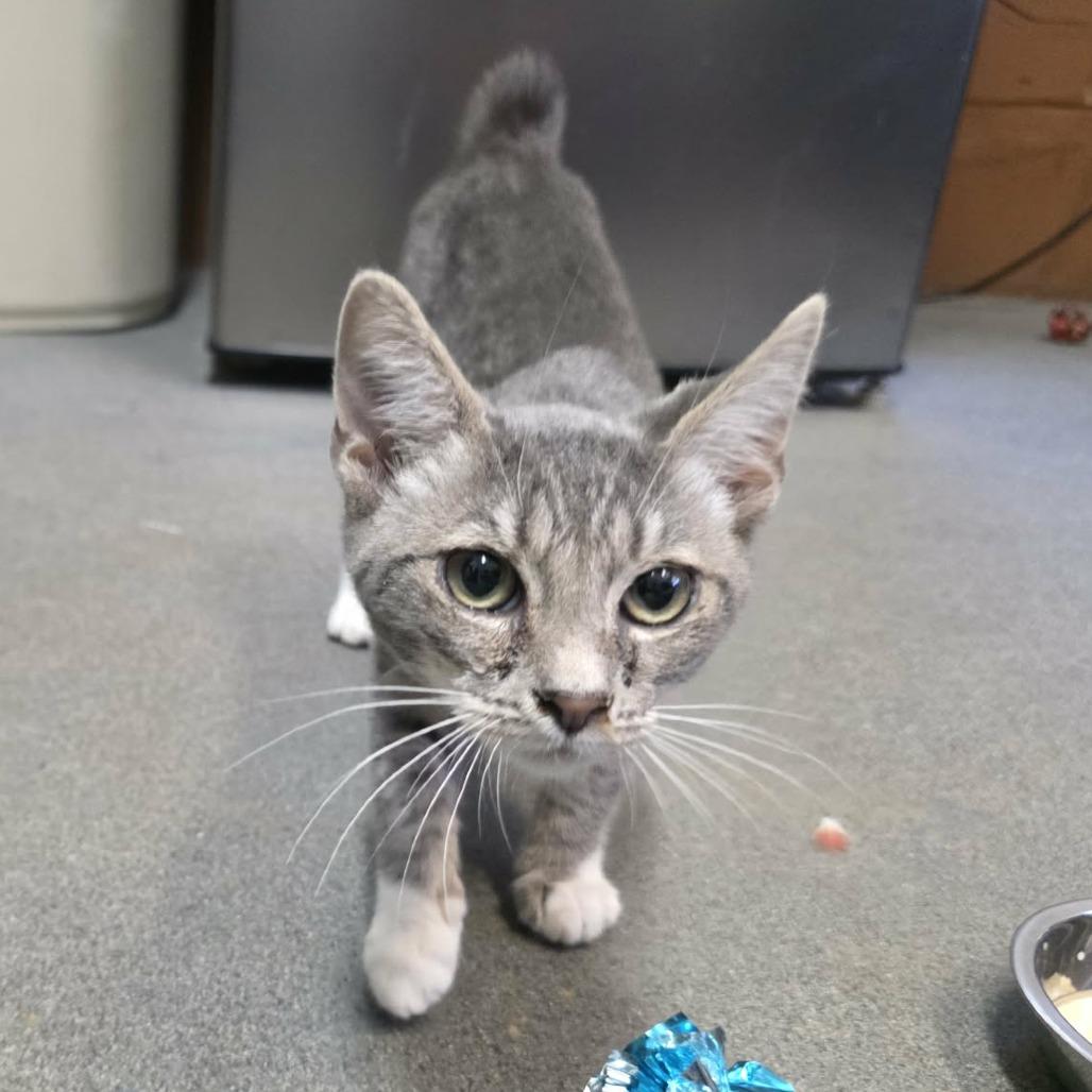 Enlarge Kookla, a Adoptable mixed breed in Pine Mountain, GA image 5/5