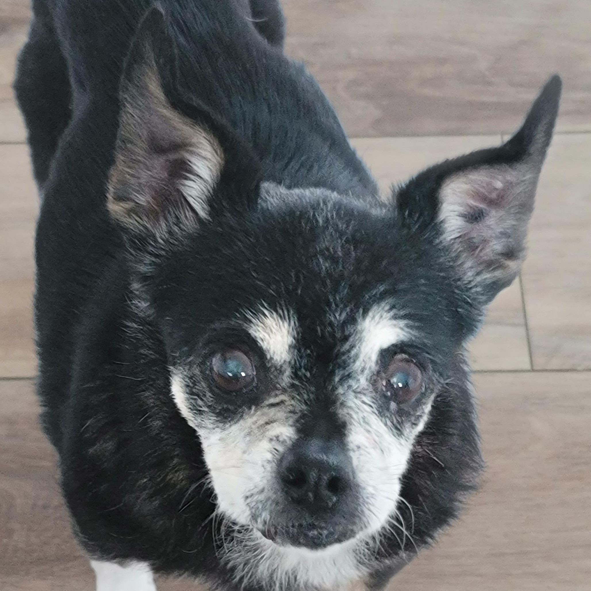 Daisy, Adoptable, Senior Female Mixed Breed.