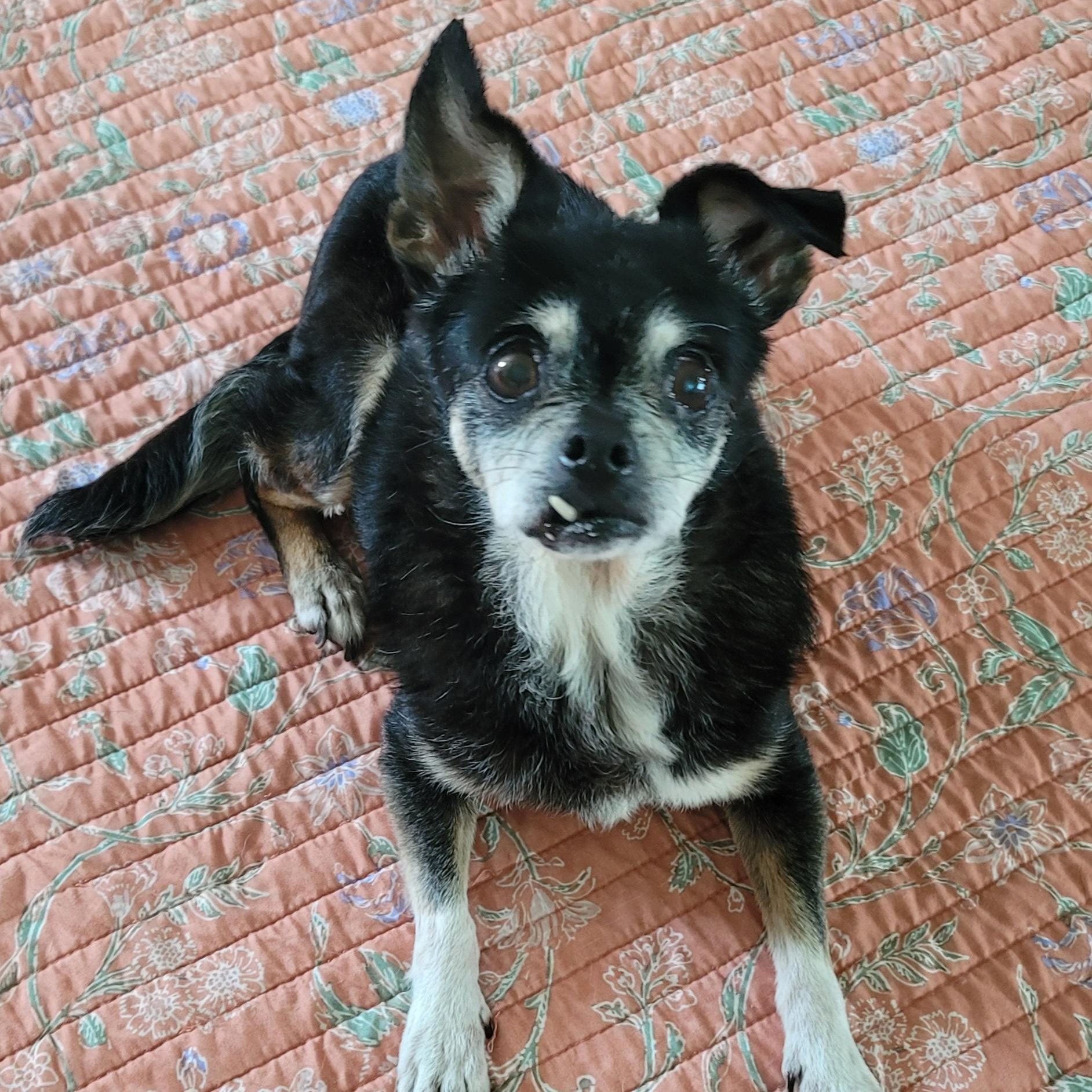 Enlarge Daisy, a Adoptable mixed breed in Midlothian, VA image 2/3