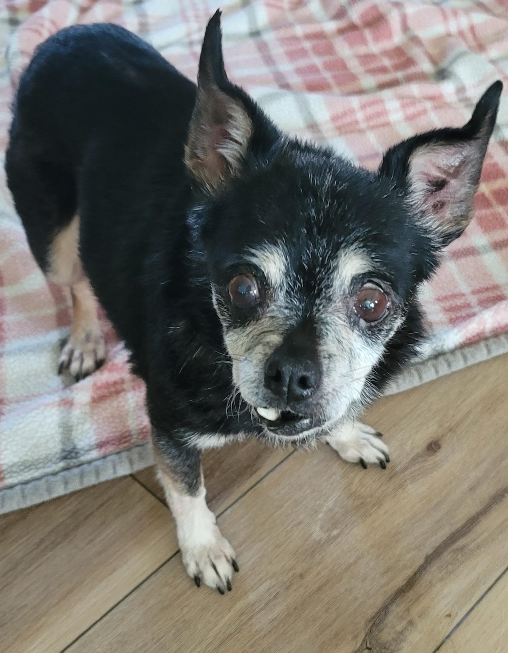 Enlarge Daisy, a Adoptable mixed breed in Midlothian, VA image 3/3