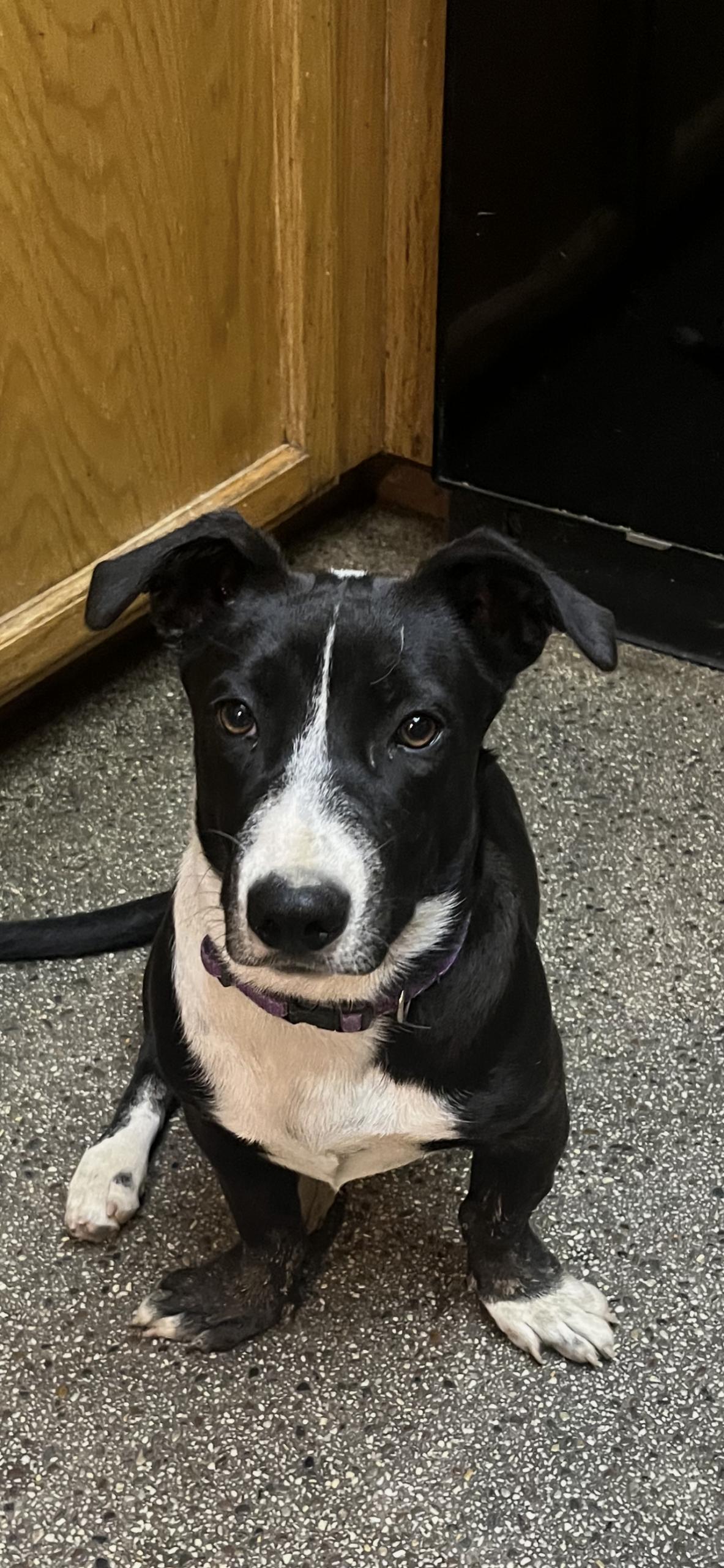 Pebbles, Adoptable, Puppy Female Basset Hound.