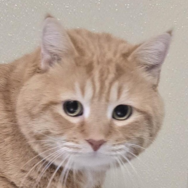 Enlarge Paco, a ADOPTABLE mixed breed in Brainerd, MN image 1/2