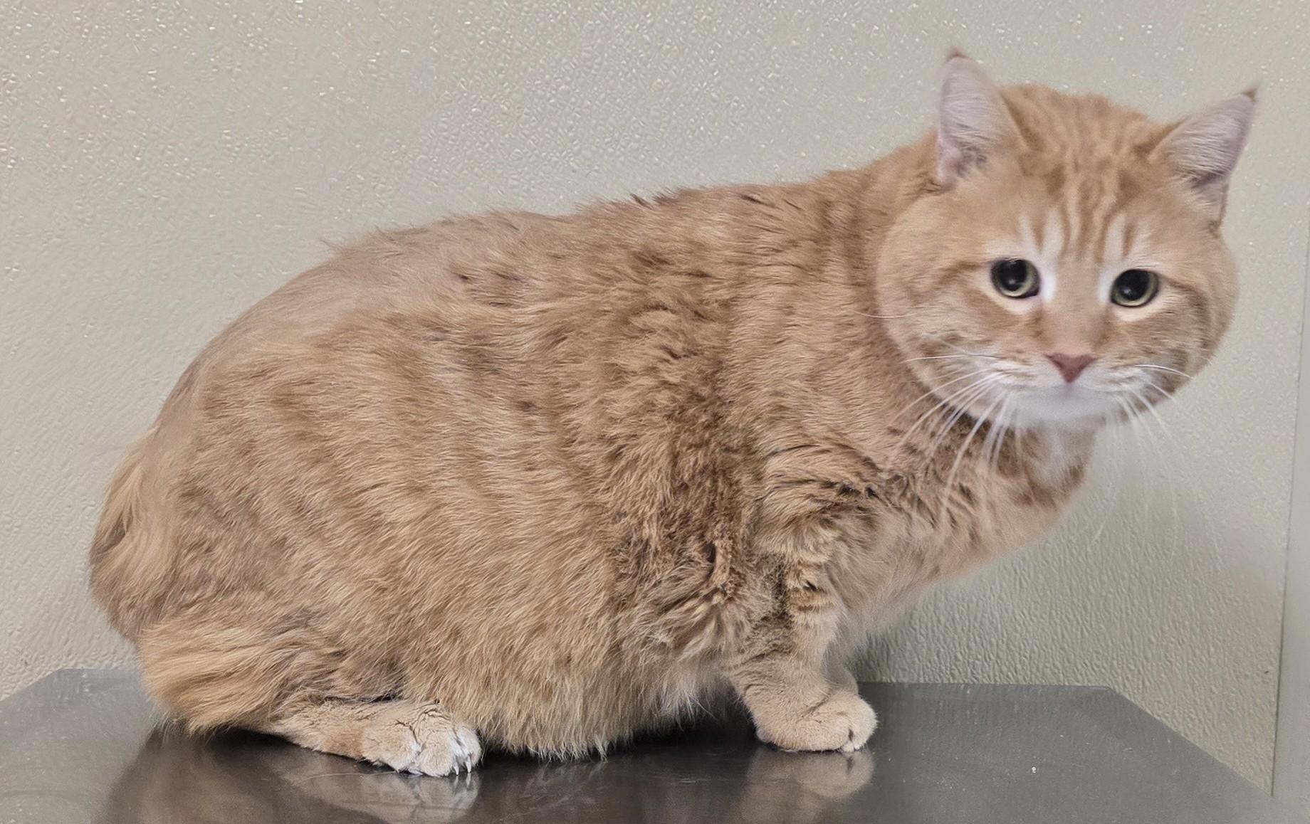 Enlarge Paco, a ADOPTABLE mixed breed in Brainerd, MN image 2/2