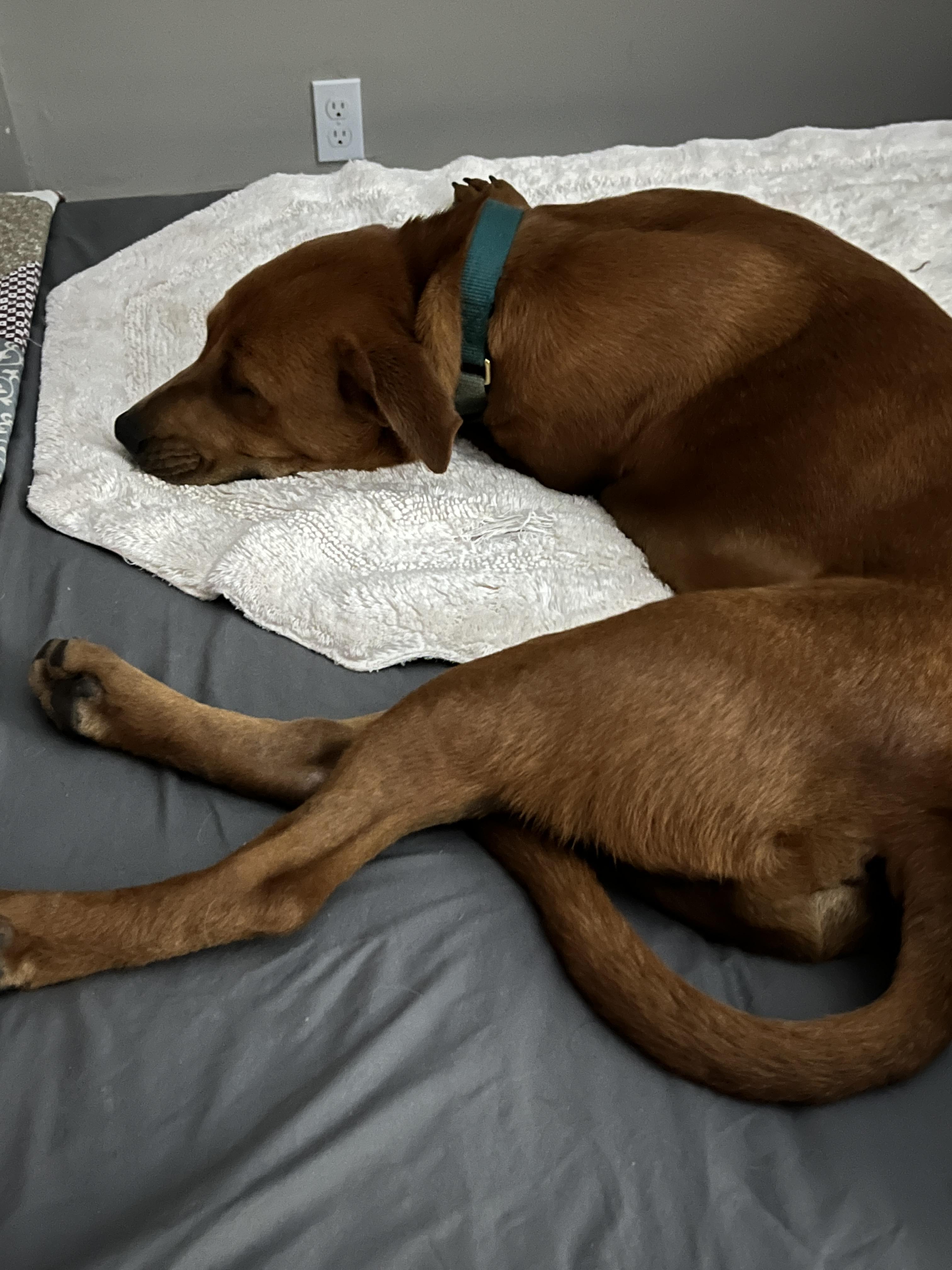 Enlarge Cooper , a ADOPTABLE mixed breed in Lincoln, CA image 3/3