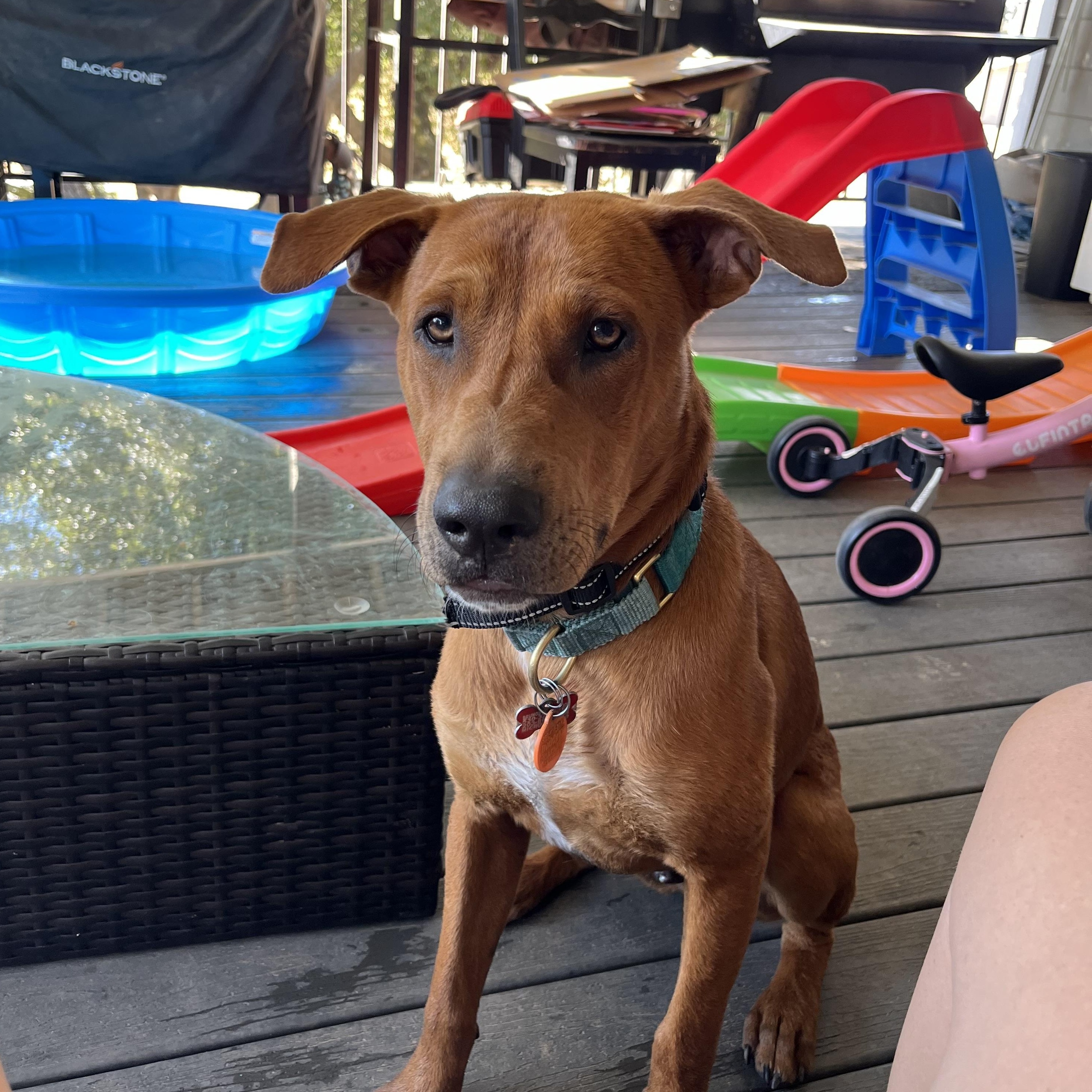 Cooper , ADOPTABLE, Young Male German Shepherd Dog.