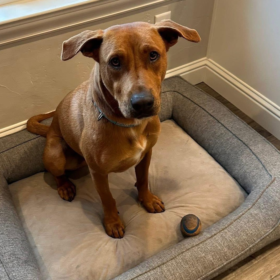 Enlarge Cooper , a ADOPTABLE mixed breed in Lincoln, CA image 1/5