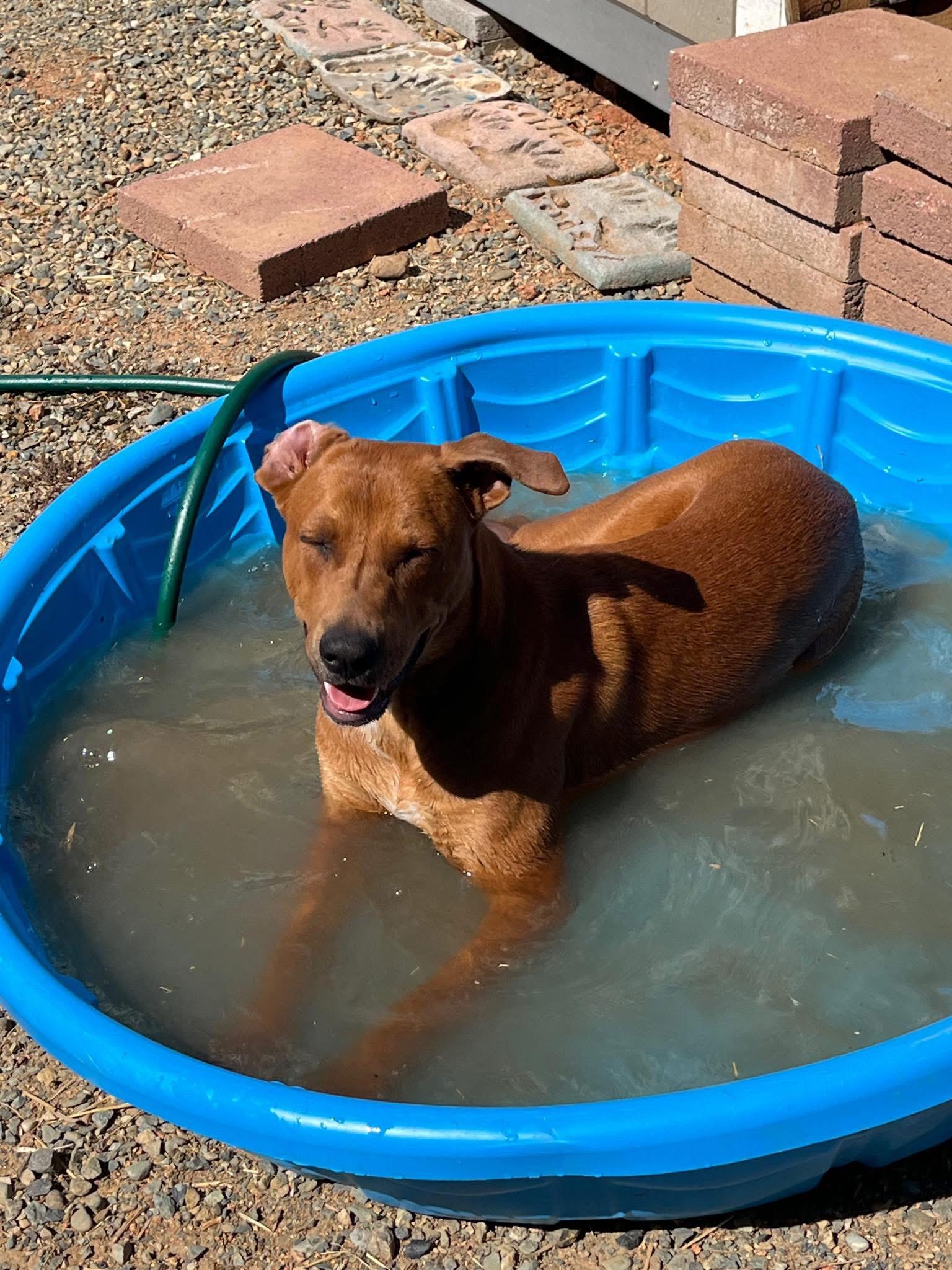 Enlarge Cooper , a ADOPTABLE mixed breed in Lincoln, CA image 2/3