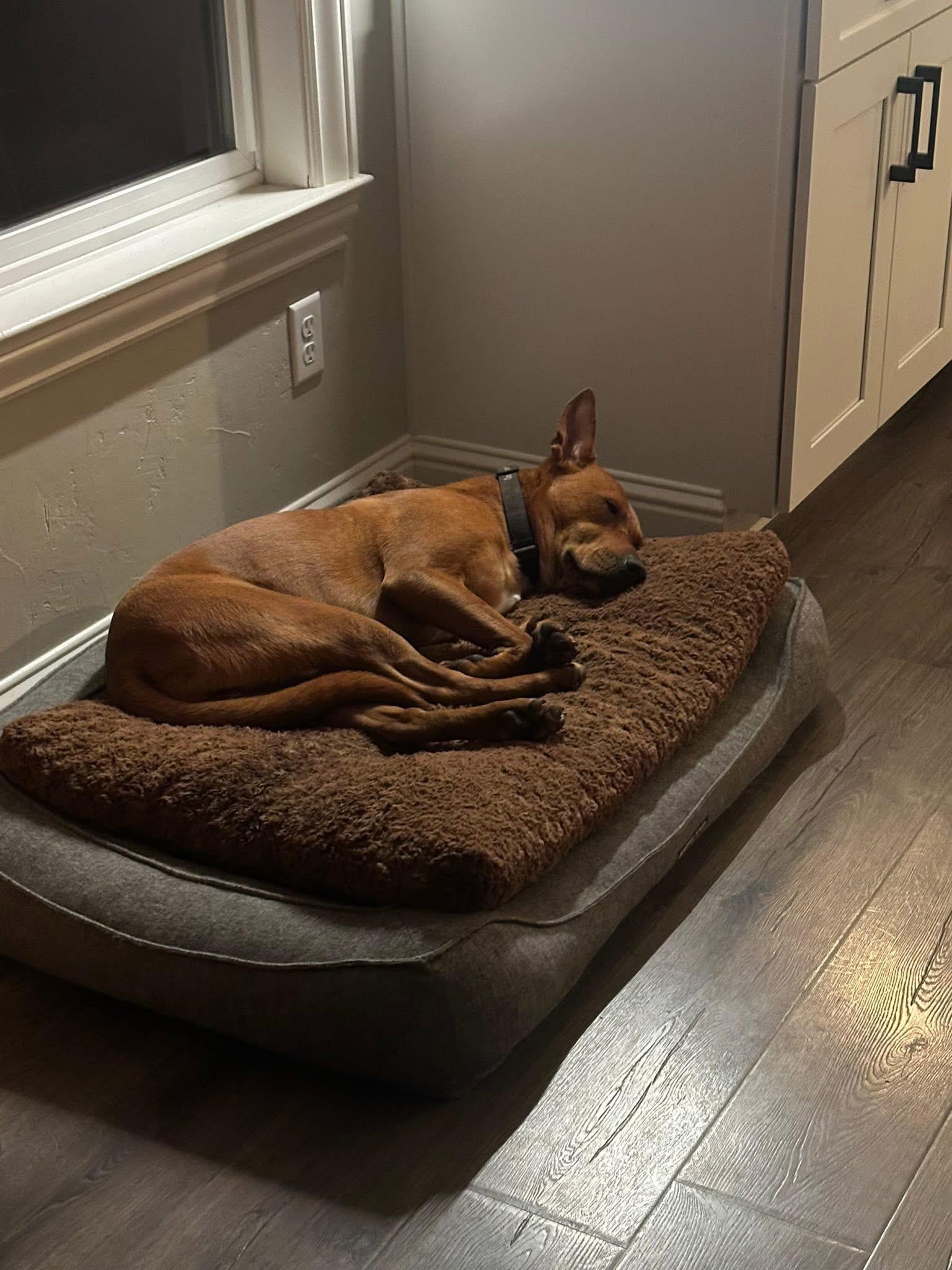 Enlarge Cooper , a ADOPTABLE mixed breed in Lincoln, CA image 5/5