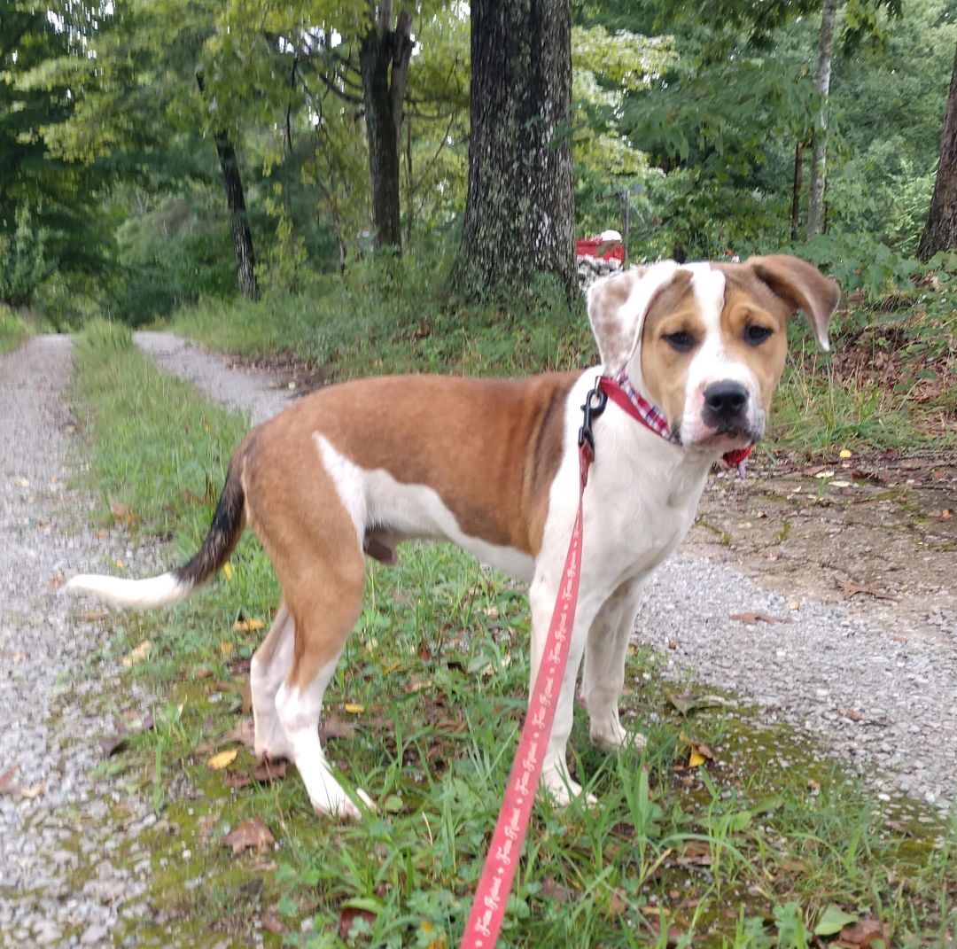 Pillsbury , Adoptable, Adult Male American Bulldog.