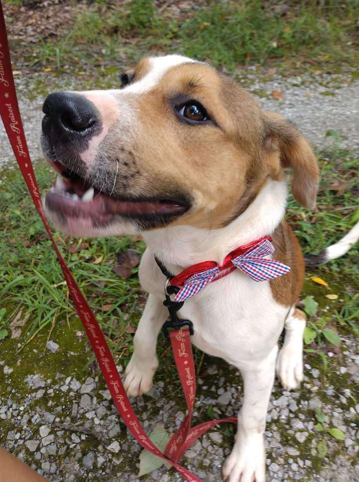 Pillsbury , a Adoptable mixed breed in Chattanooga, TN image 2/6