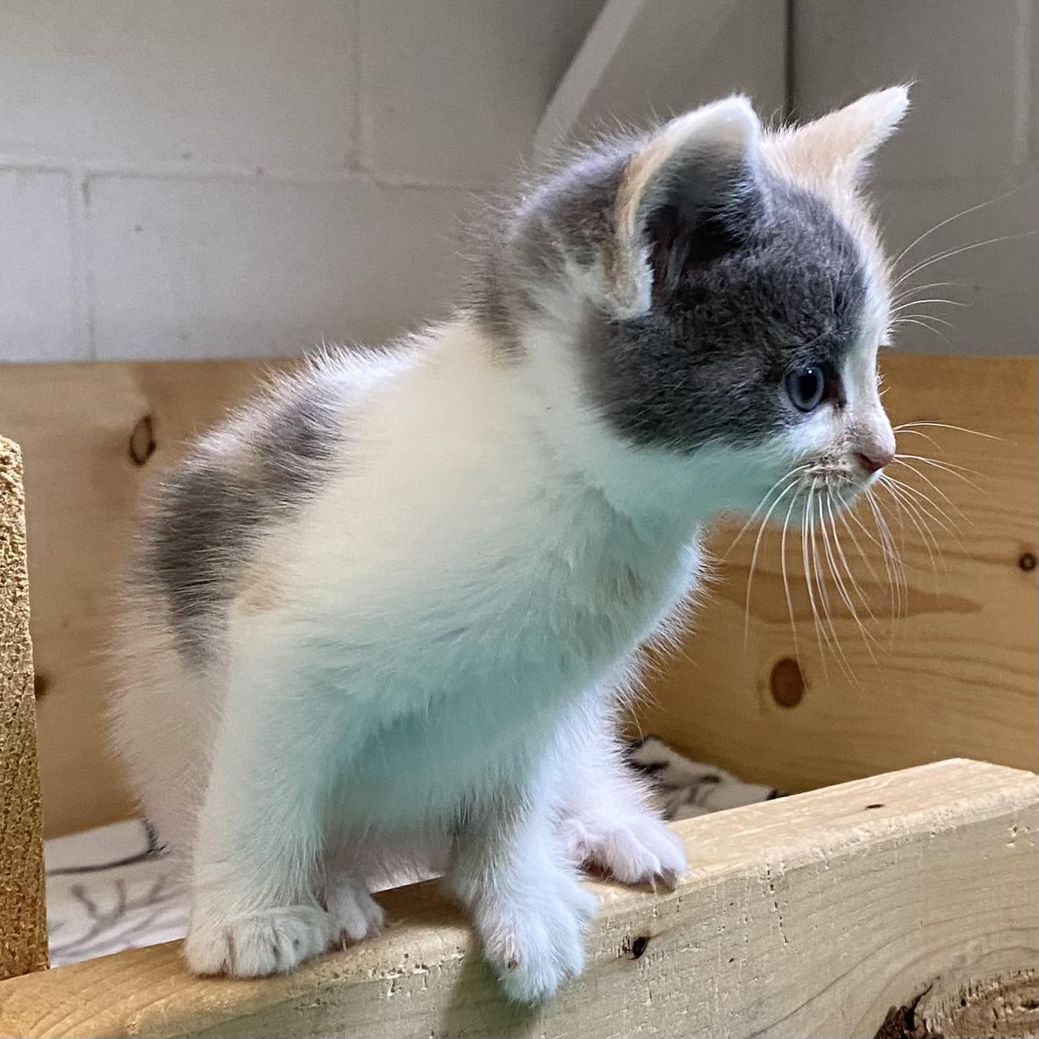 Darling, an adopted Dilute Calico in Stanstead, QC image 5/5