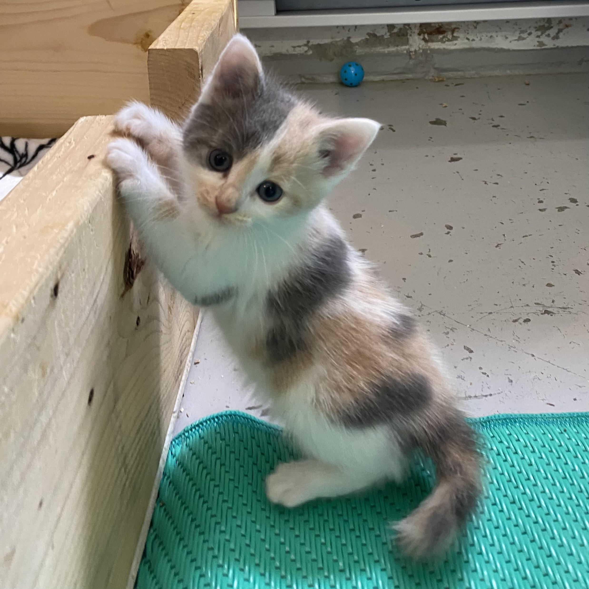 Darling, an adopted Dilute Calico in Stanstead, QC image 2/5