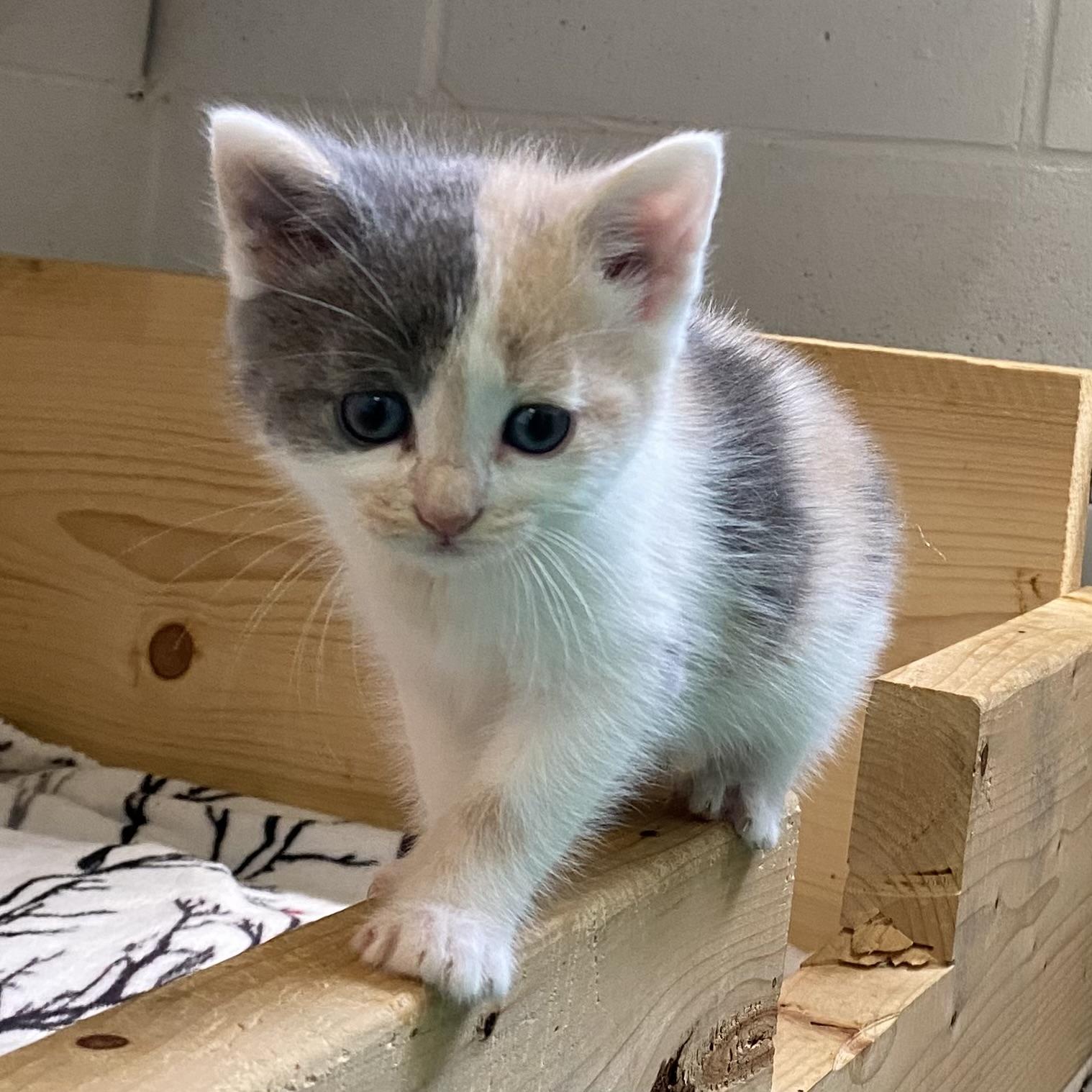 Darling, an adopted Dilute Calico in Stanstead, QC image 3/5
