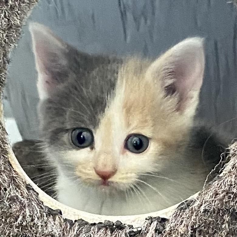 Darling, an adopted Dilute Calico in Stanstead, QC image 1/5