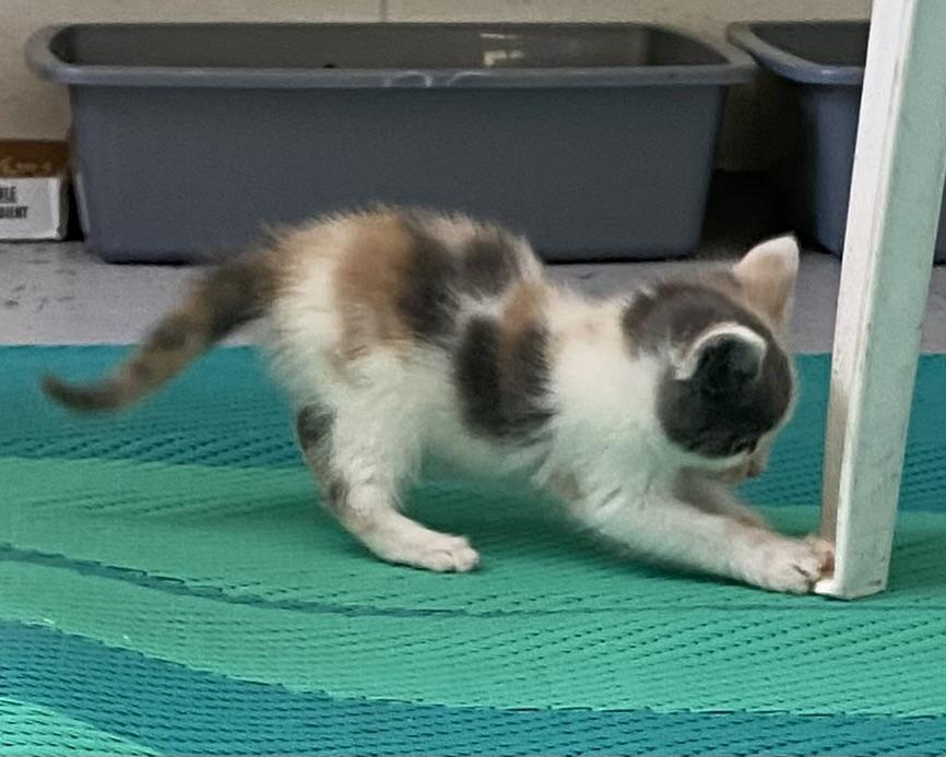 Darling, an adopted Dilute Calico in Stanstead, QC image 4/5