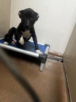 Roscoe, Adoptable, Young Male Pit Bull Terrier.