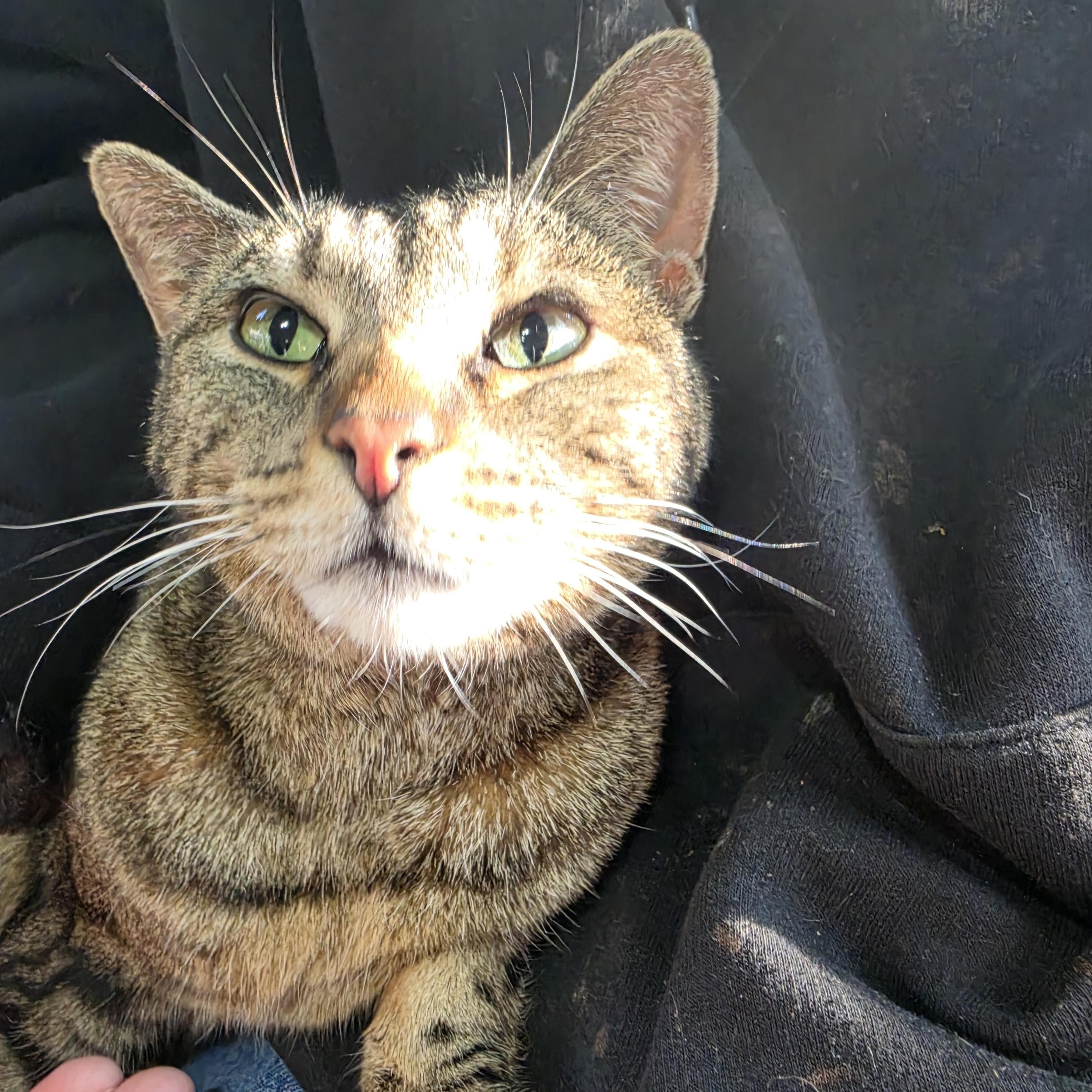 Enlarge Twiggy, a ADOPTABLE Tabby in Lawrenceville, GA image 2/4