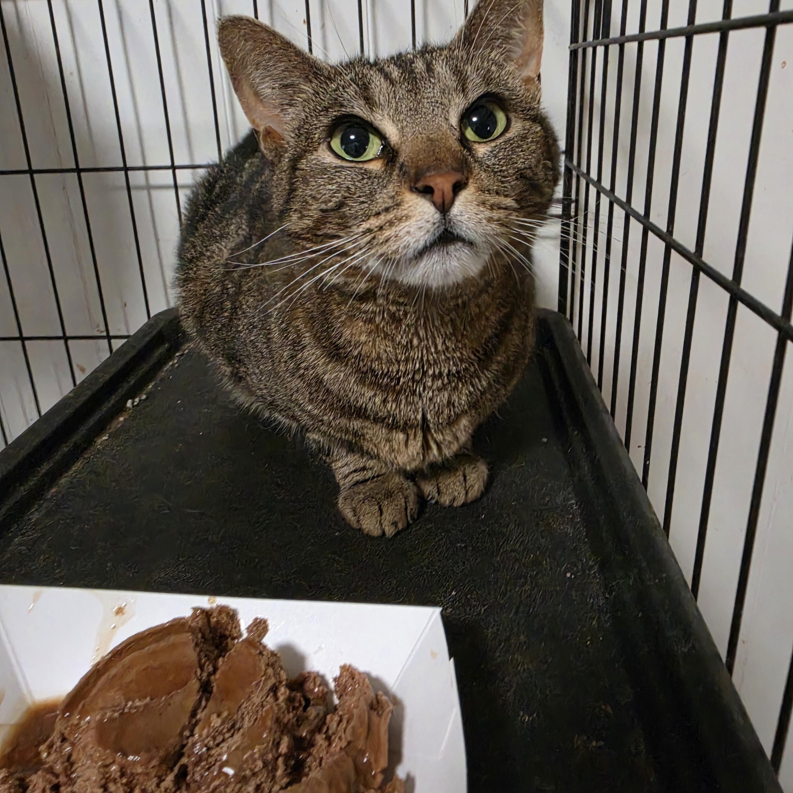 Enlarge Twiggy, a ADOPTABLE Tabby in Lawrenceville, GA image 3/4